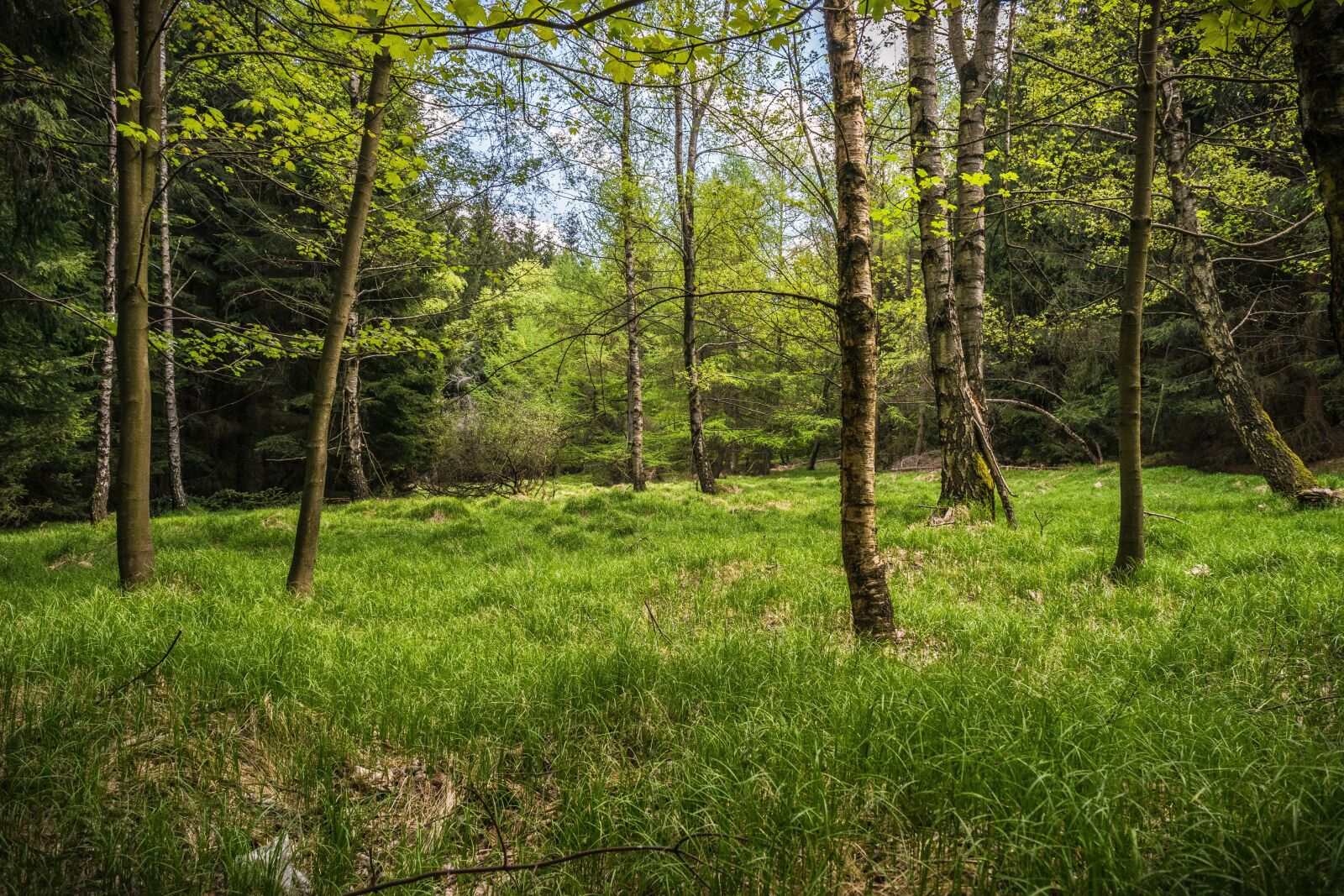 Nikon D3300 sample photo. Meadow, glade, forest photography
