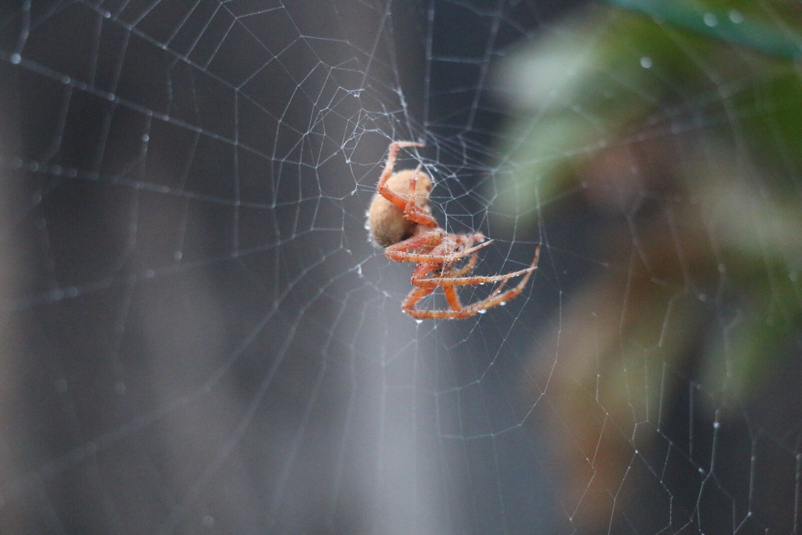 Canon EOS 70D sample photo. Spider, spiderweb, arachnid photography