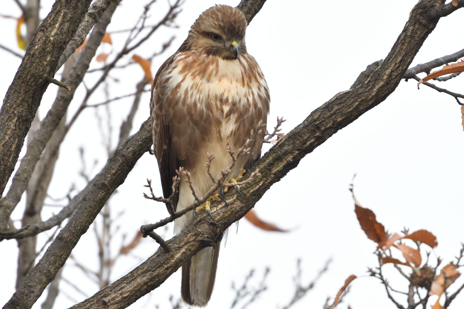 Nikon D500 sample photo. Natural, bird, wild animals photography