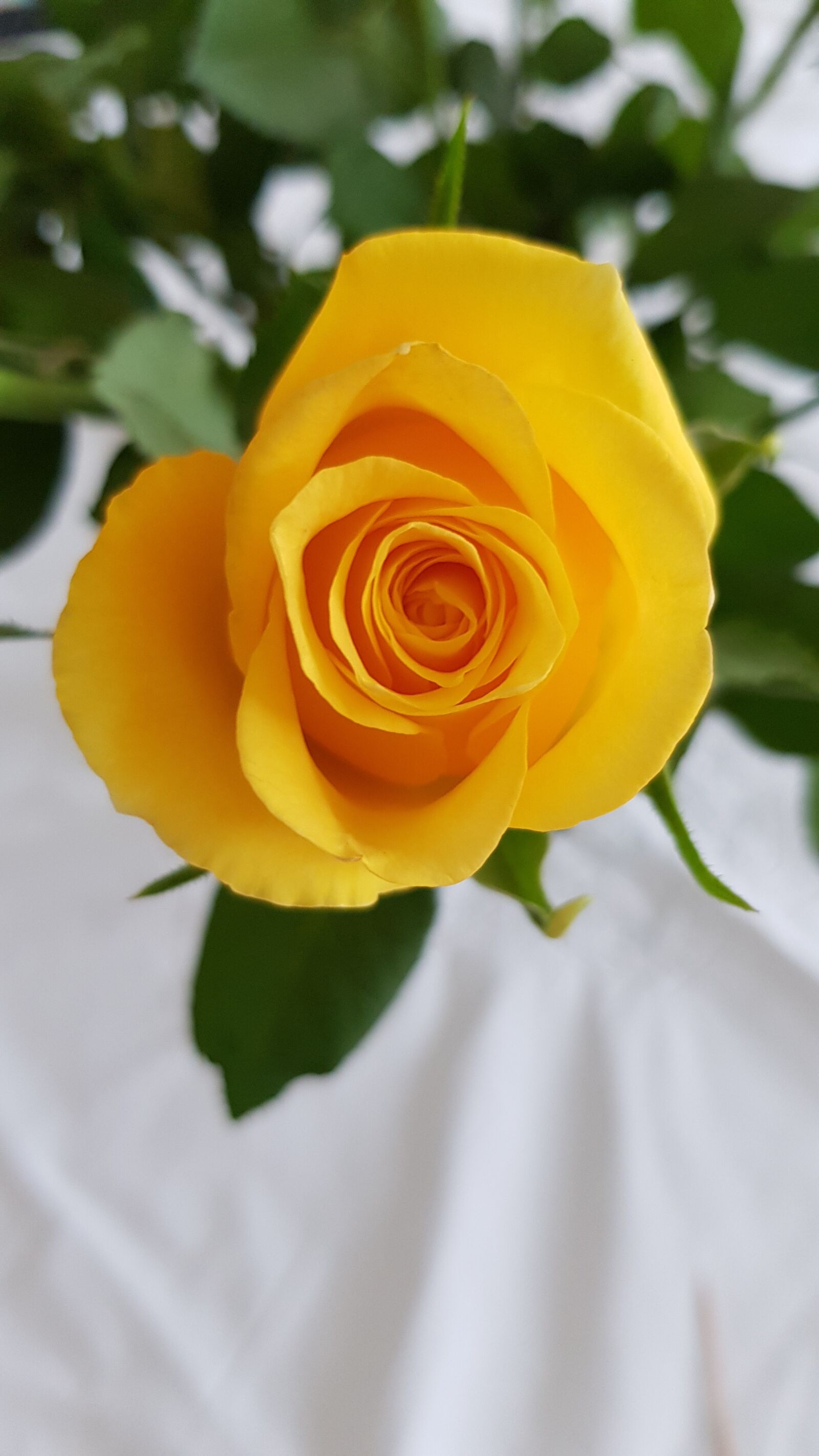 Samsung Galaxy S8 sample photo. Rose, flower, beauty photography
