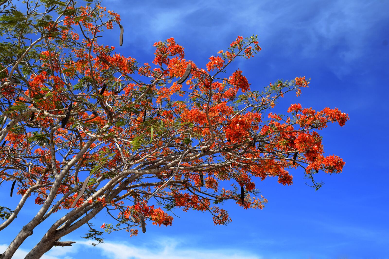 Nikon D5300 sample photo. Sky, tree, clouds photography