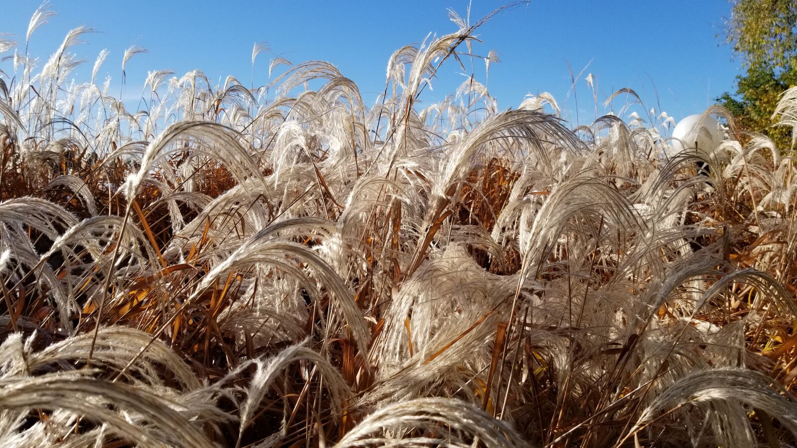 Samsung Galaxy S8 sample photo. Nature, texture, autumn photography