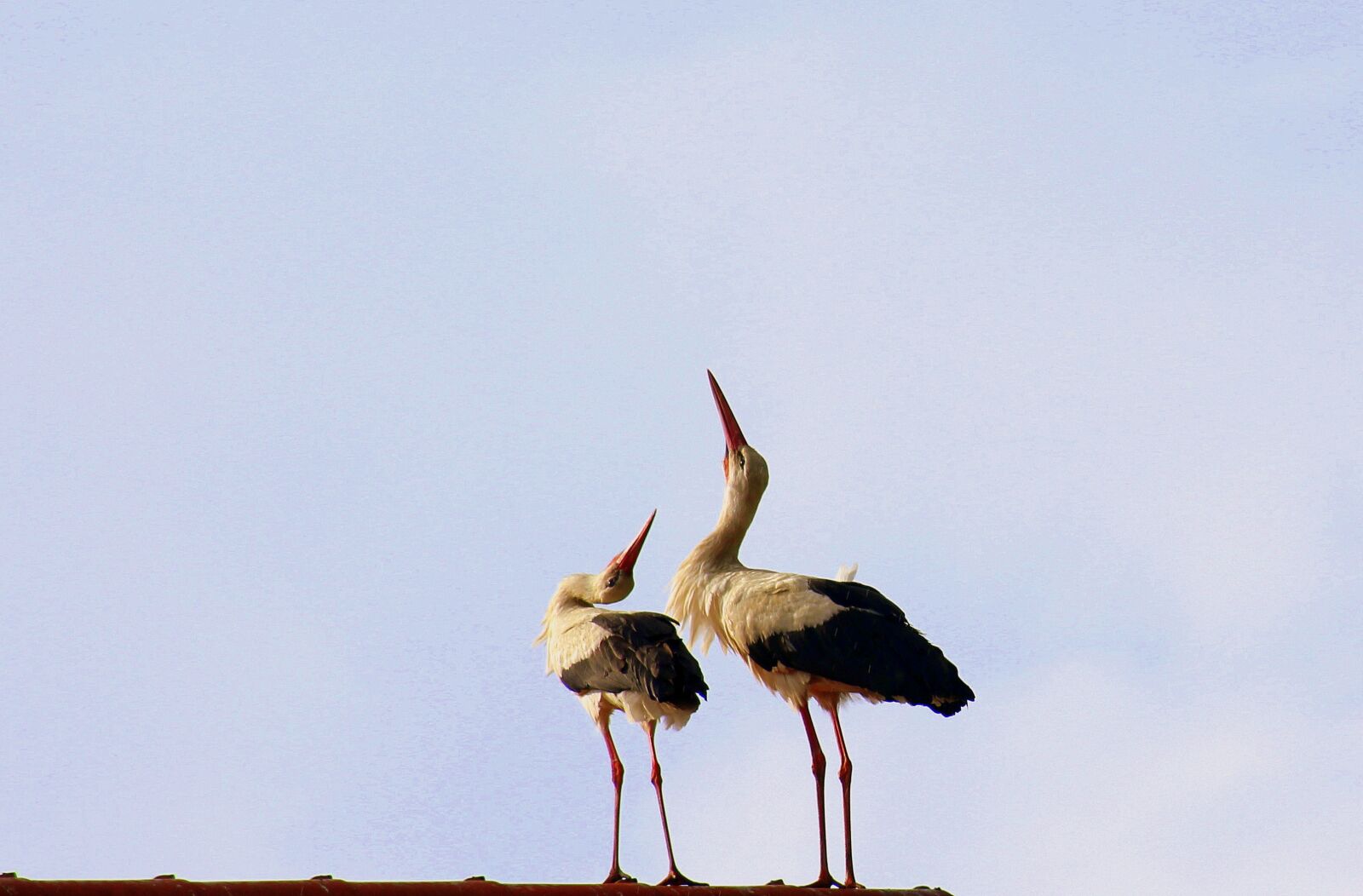 Canon EOS 1200D (EOS Rebel T5 / EOS Kiss X70 / EOS Hi) sample photo. Storks, spring, birds photography