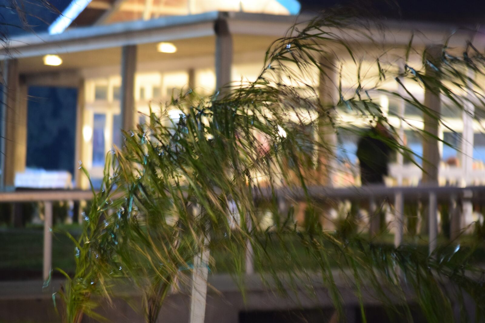 Nikon D3300 sample photo. Palms, club, nature photography