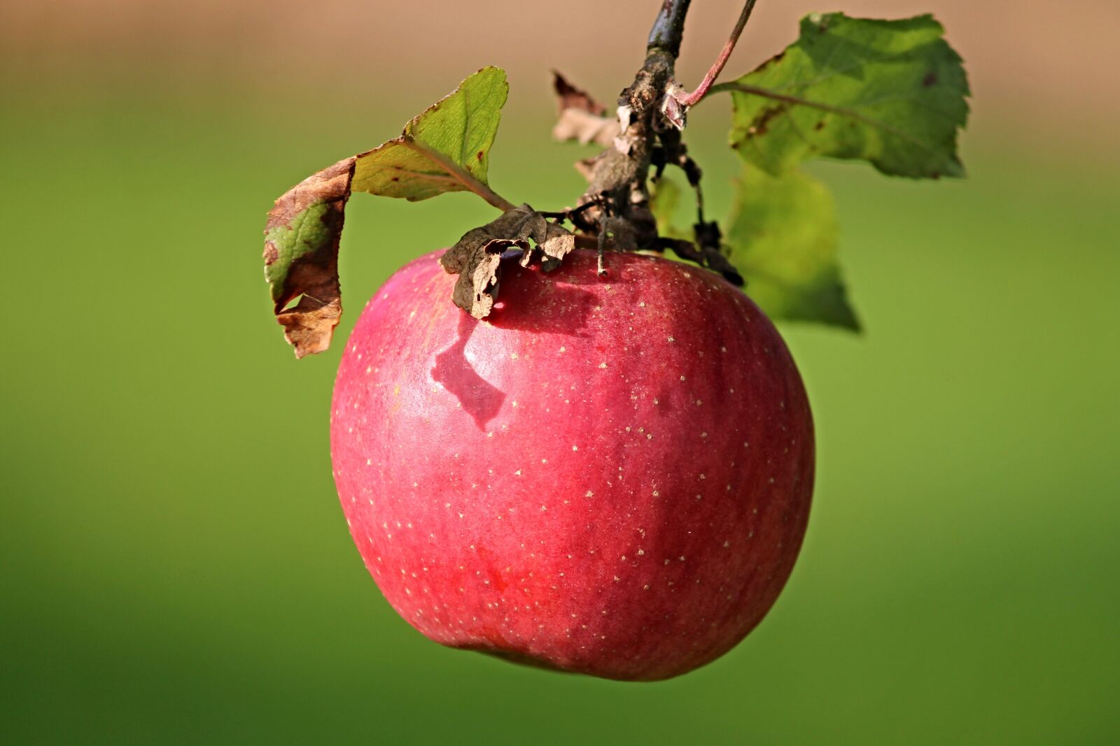 Canon EOS 1100D (EOS Rebel T3 / EOS Kiss X50) sample photo. Apple, red, depend photography