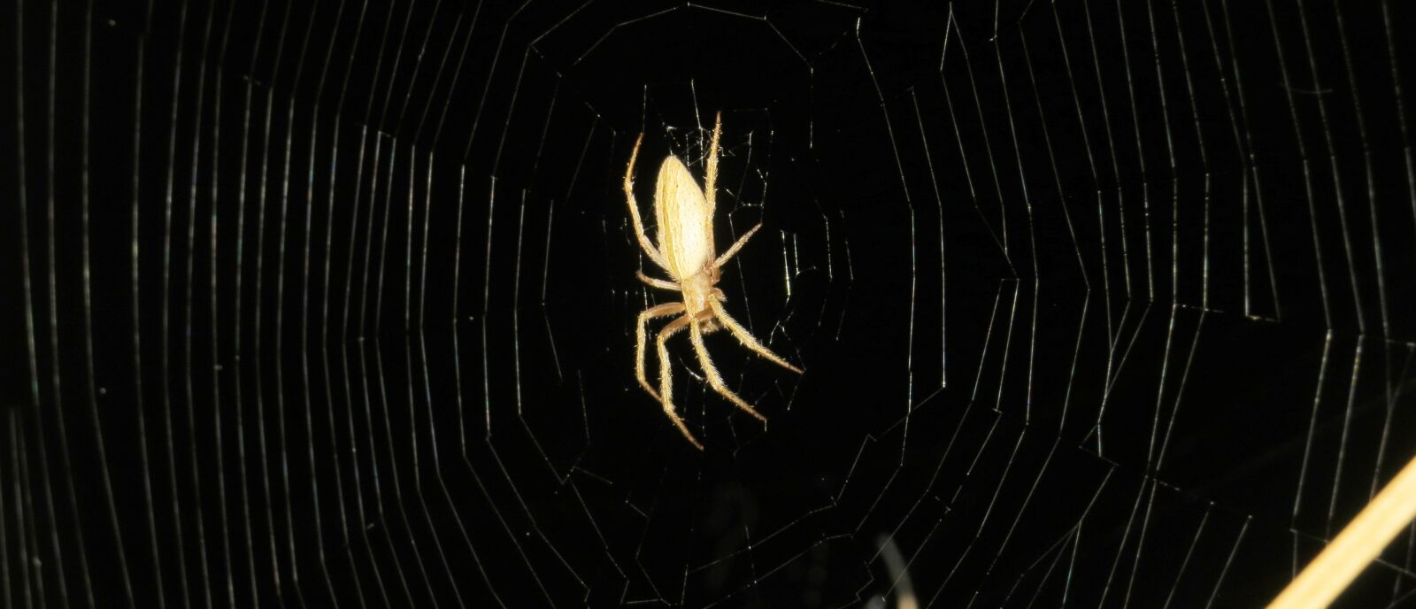 Canon PowerShot SX50 HS sample photo. Macro, nature, spider photography