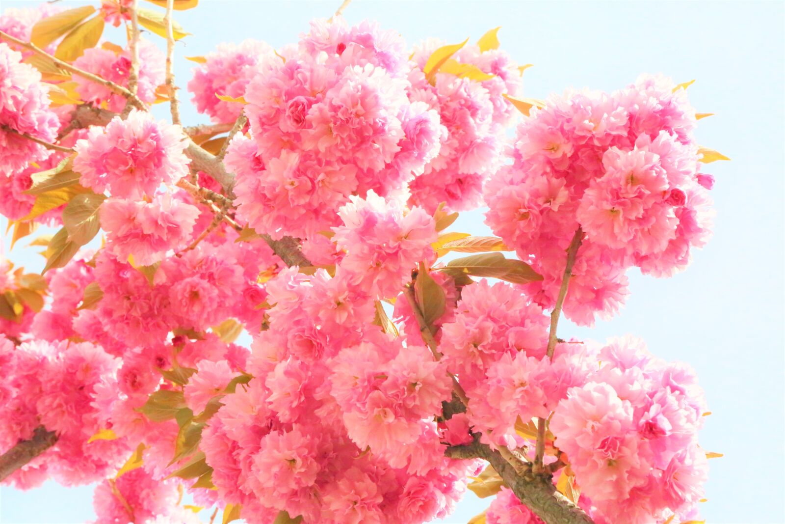 Canon EF 24-105mm F4L IS USM sample photo. Flowers, spring, nature photography