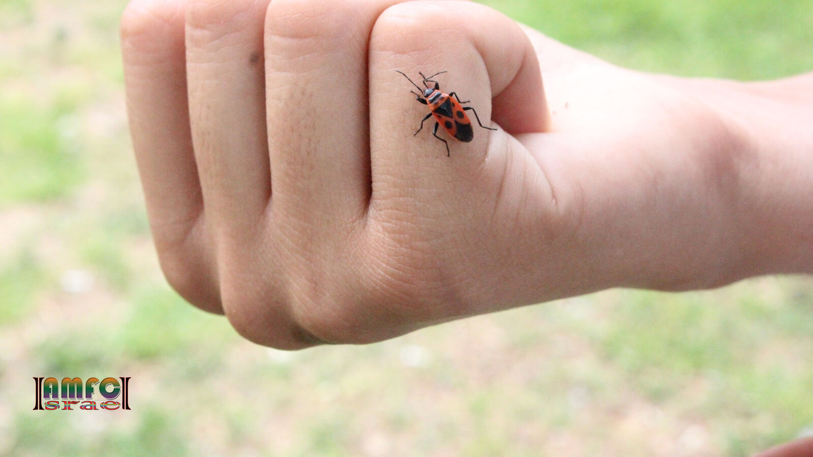 Canon EOS 600D (Rebel EOS T3i / EOS Kiss X5) sample photo. Bug, on, the, finger photography