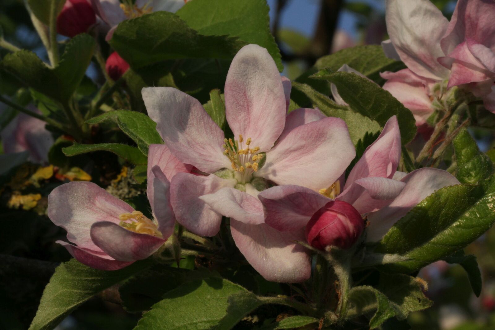 Canon EF 100mm F2.8L Macro IS USM sample photo. Flowers, close up, branch photography