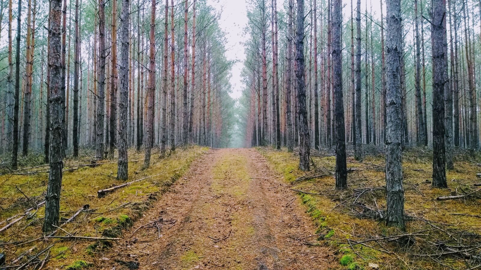 Motorola moto g(7) power sample photo. Germany, brandenburg, forest photography