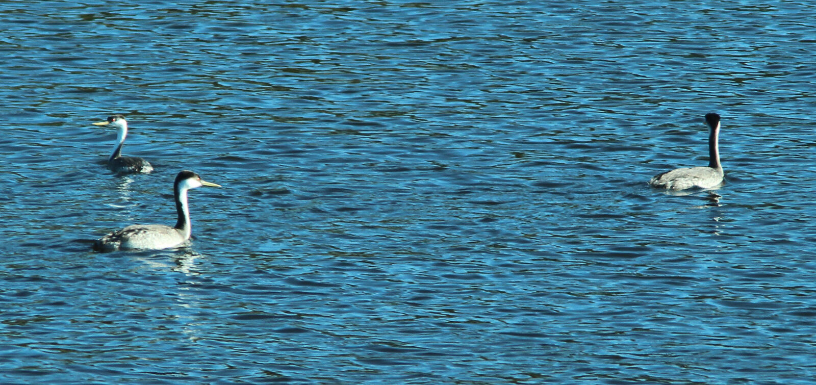 Canon EF 300mm F4L IS USM sample photo