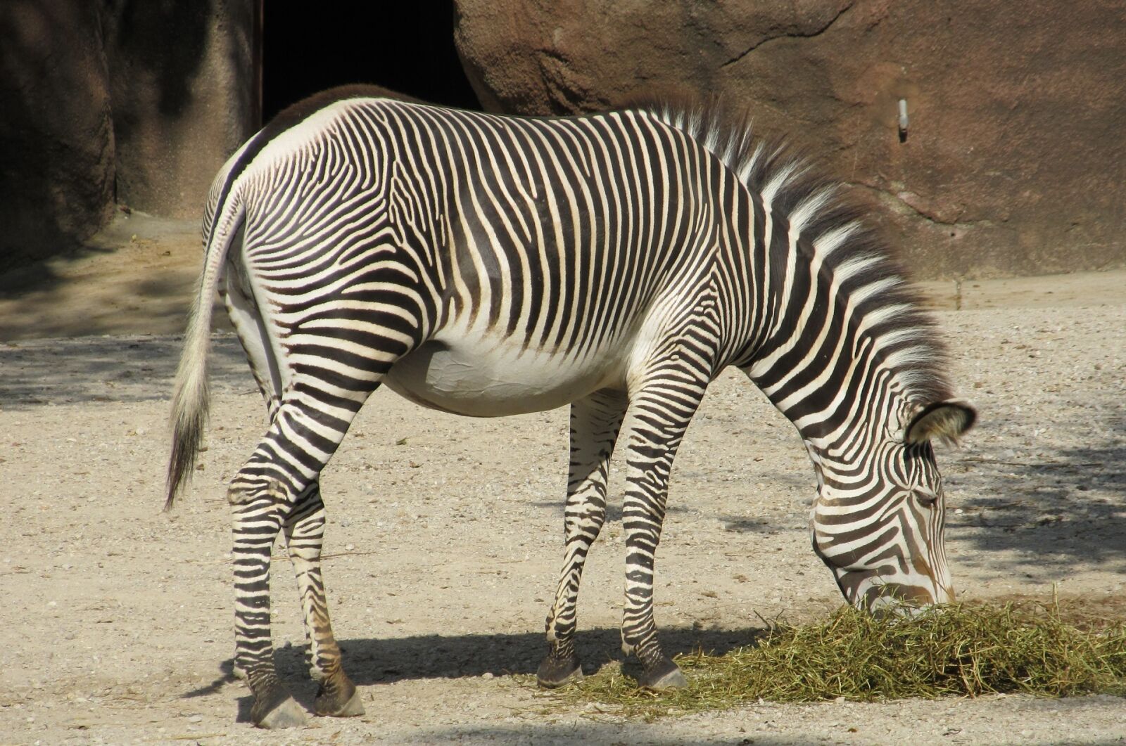 Canon PowerShot SX130 IS sample photo. Zebra, zoo, nature photography