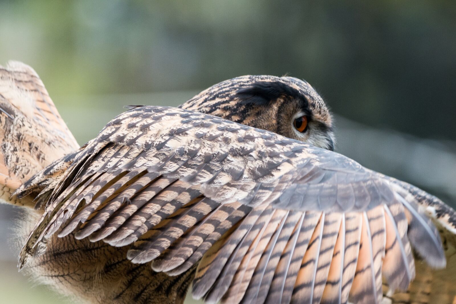 150-600mm F5-6.3 DG OS HSM | Contemporary 015 sample photo. Eagle owl, bubo bubo photography