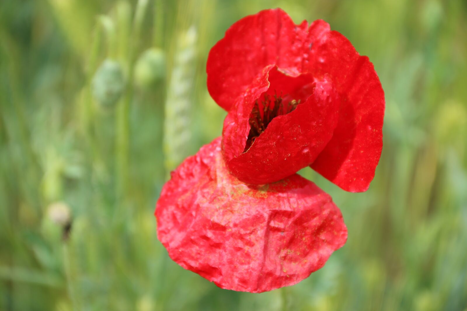 Canon EF-S 18-135mm F3.5-5.6 IS sample photo. Papaver rhoeas, flower, plant photography