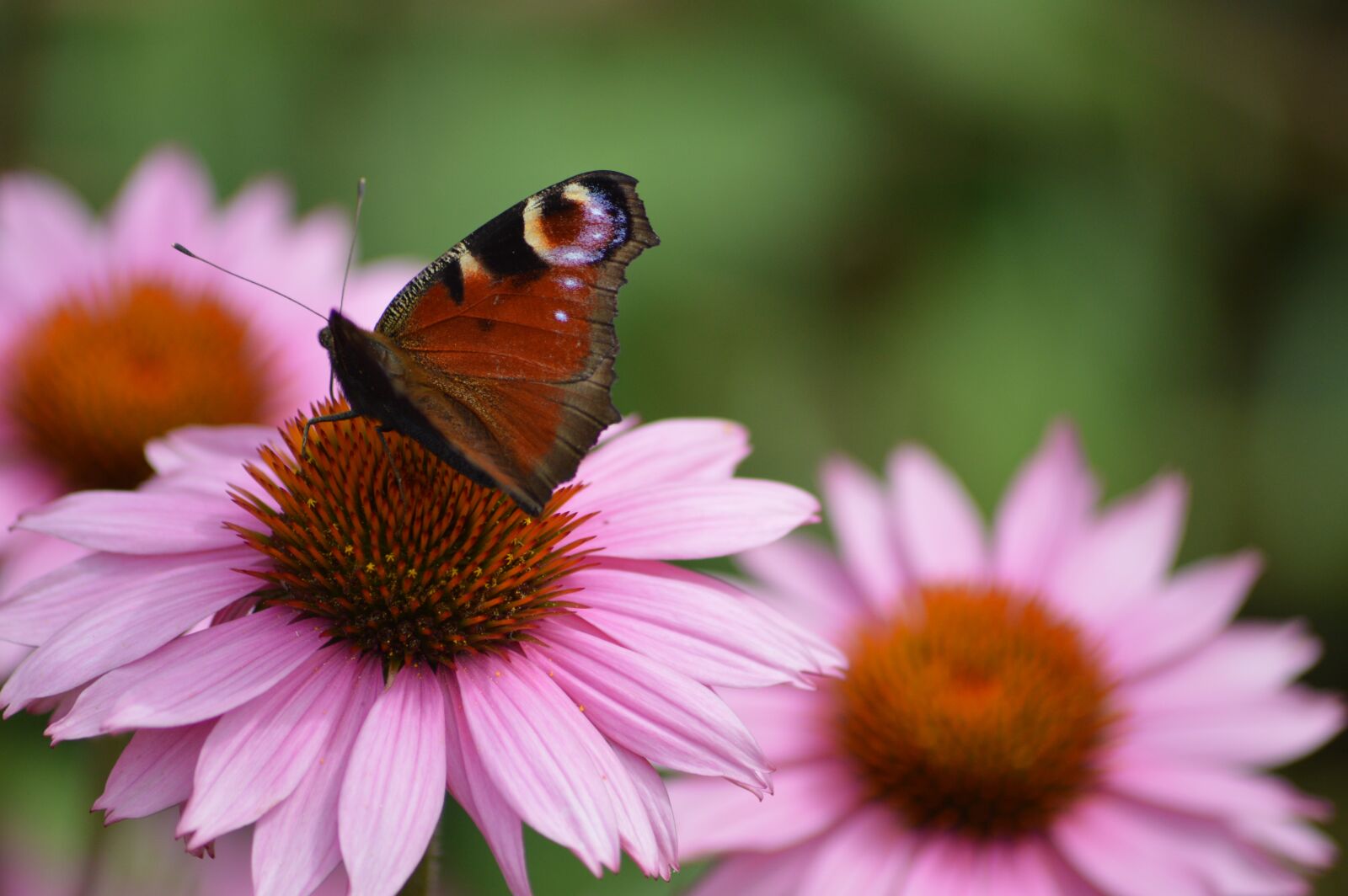 Nikon D3200 sample photo. Butterfly, peacock, flower photography