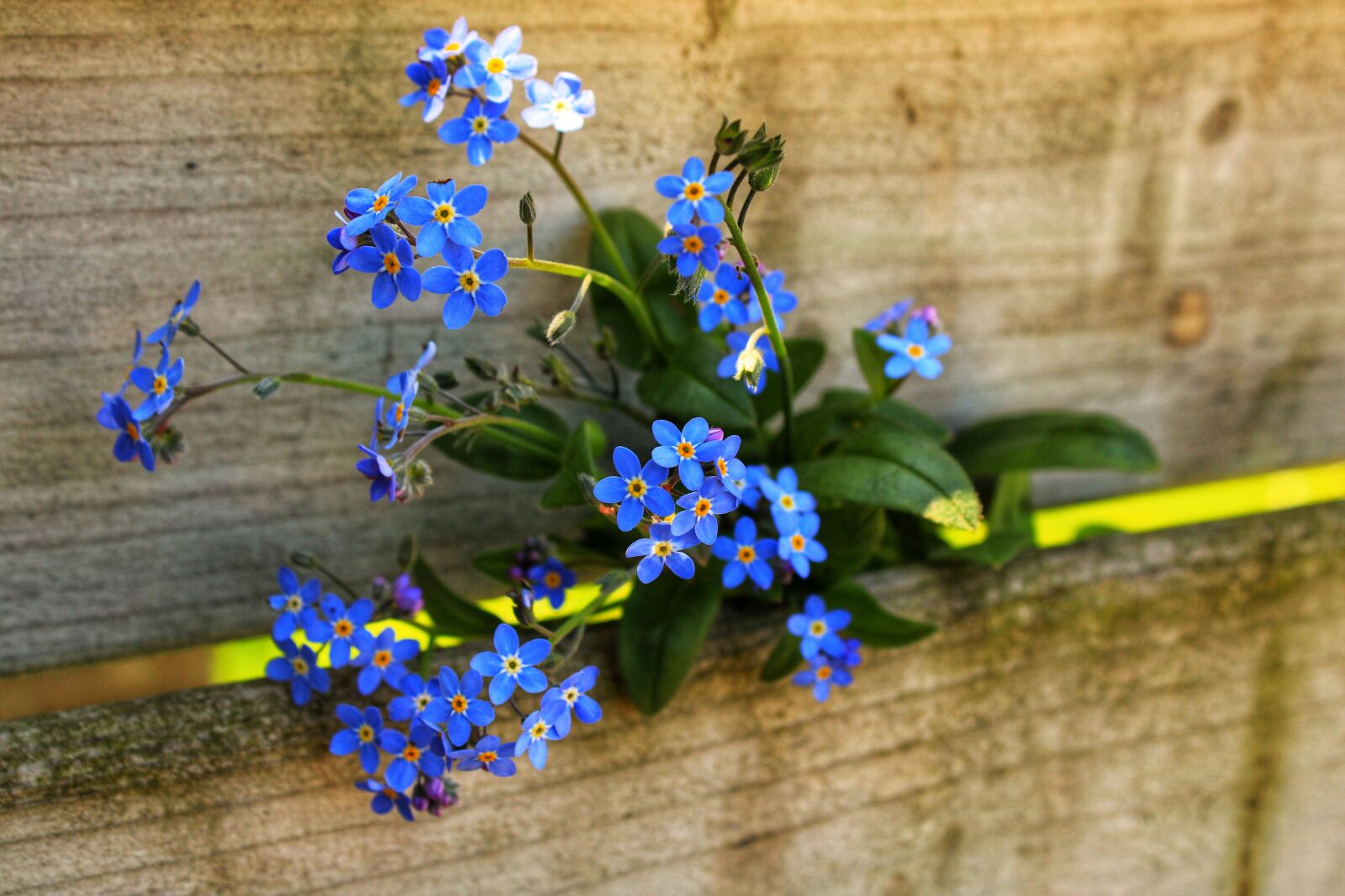 Canon EOS 2000D (EOS Rebel T7 / EOS Kiss X90 / EOS 1500D) sample photo. Forget me not, macrophylla photography