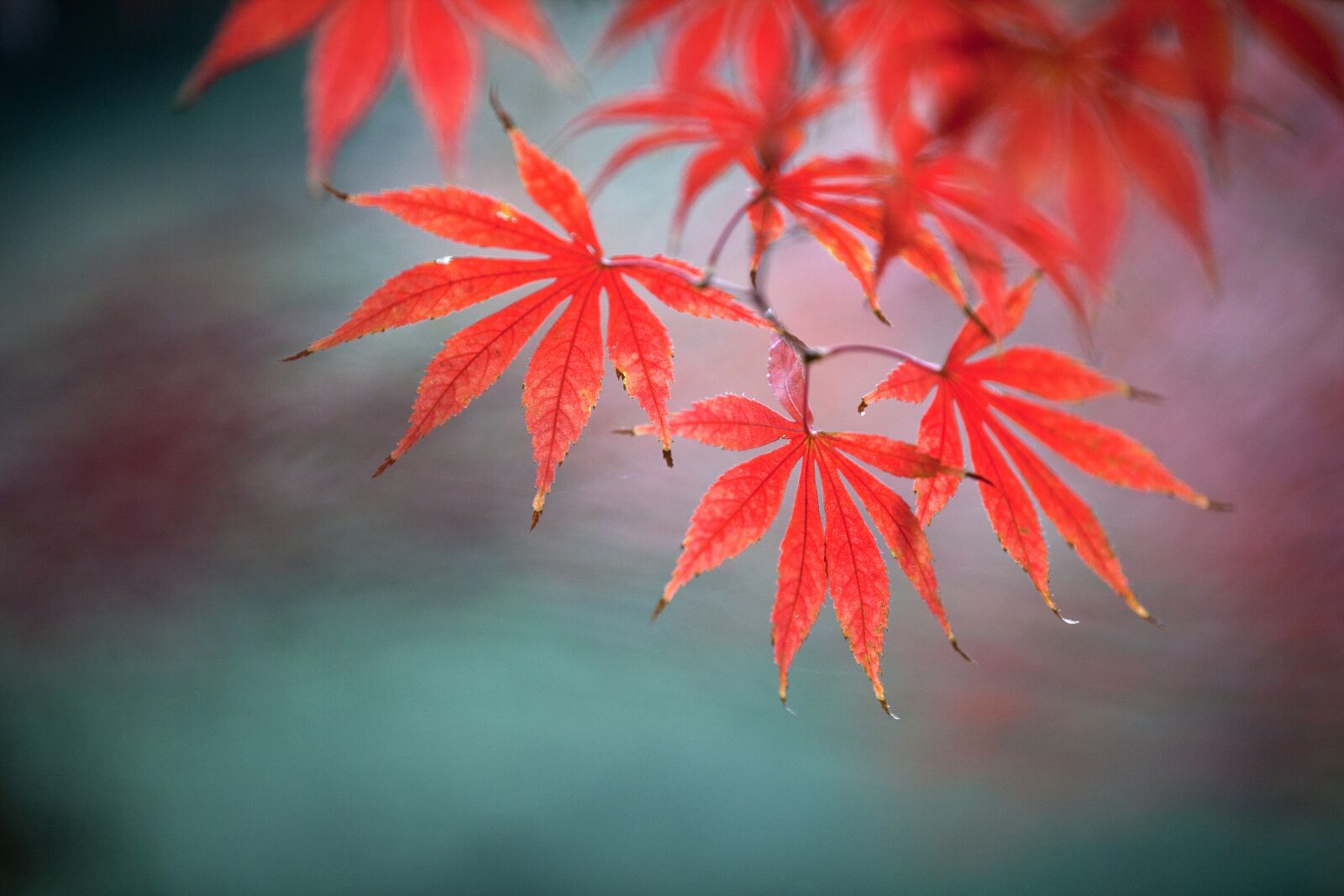 Canon EOS 5D Mark II sample photo. Natural, maple, plant photography
