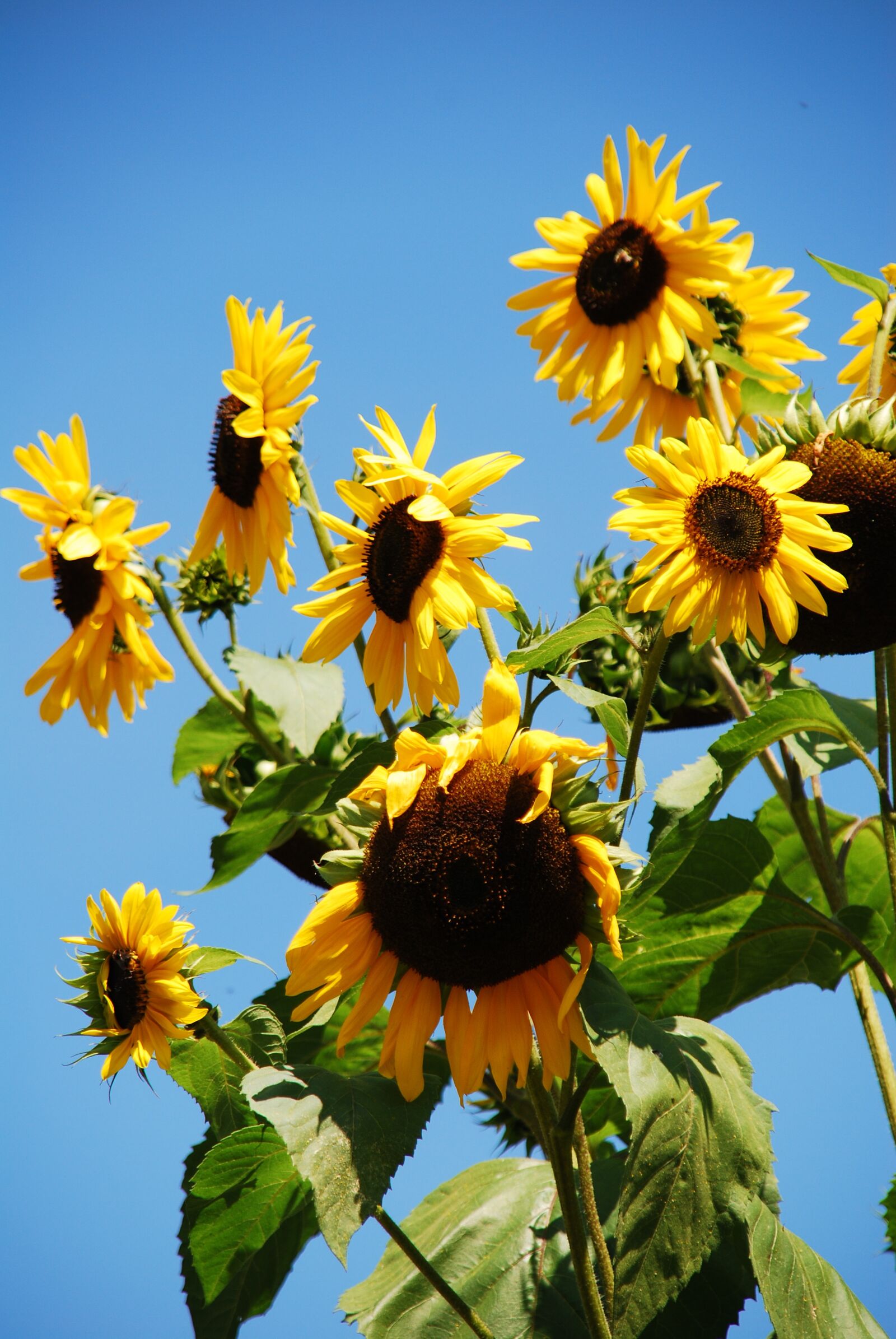 Nikon D80 sample photo. Sunflower, flower, summer photography