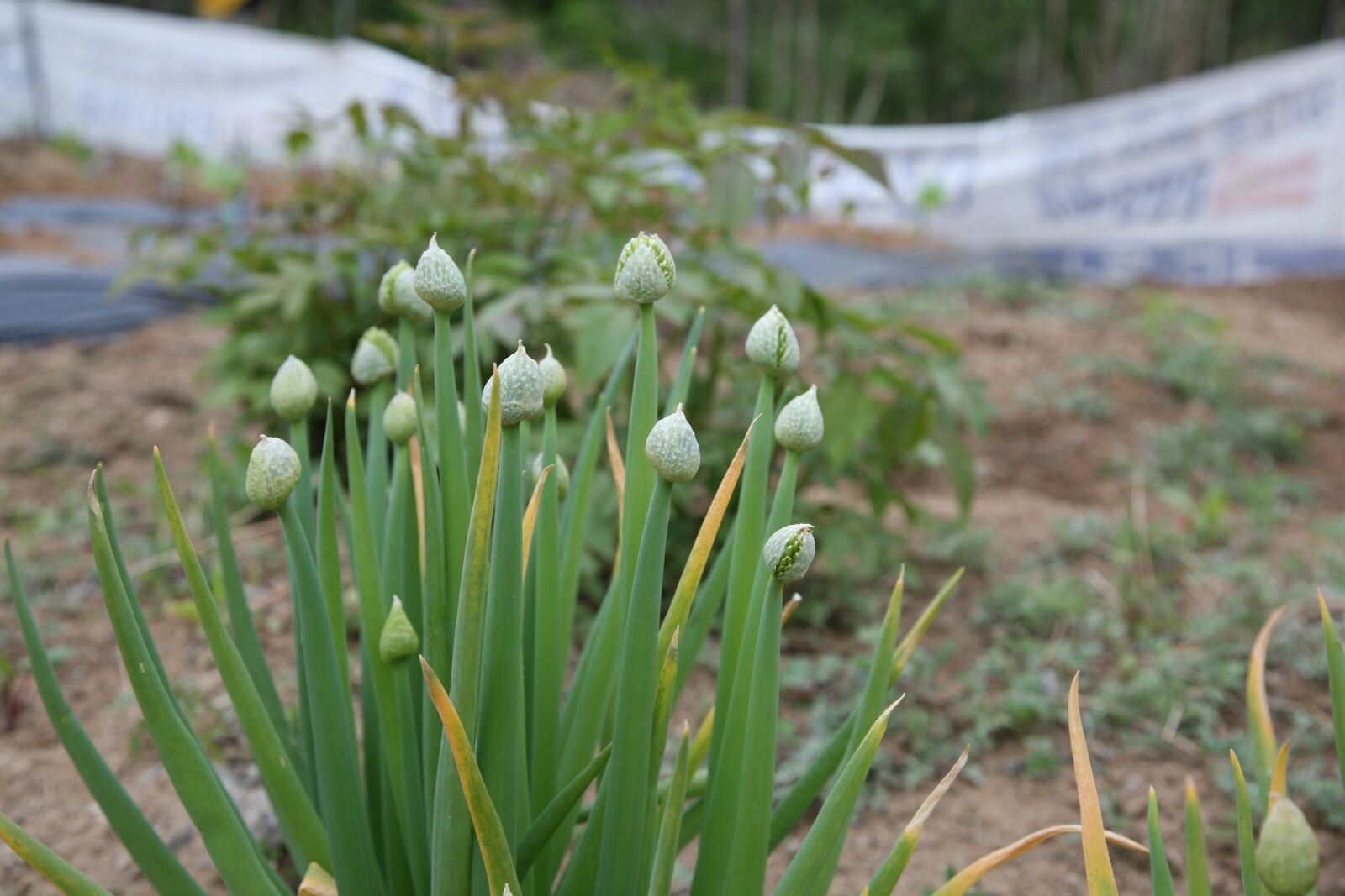 Canon EOS 5D sample photo. Flower, wild, green photography