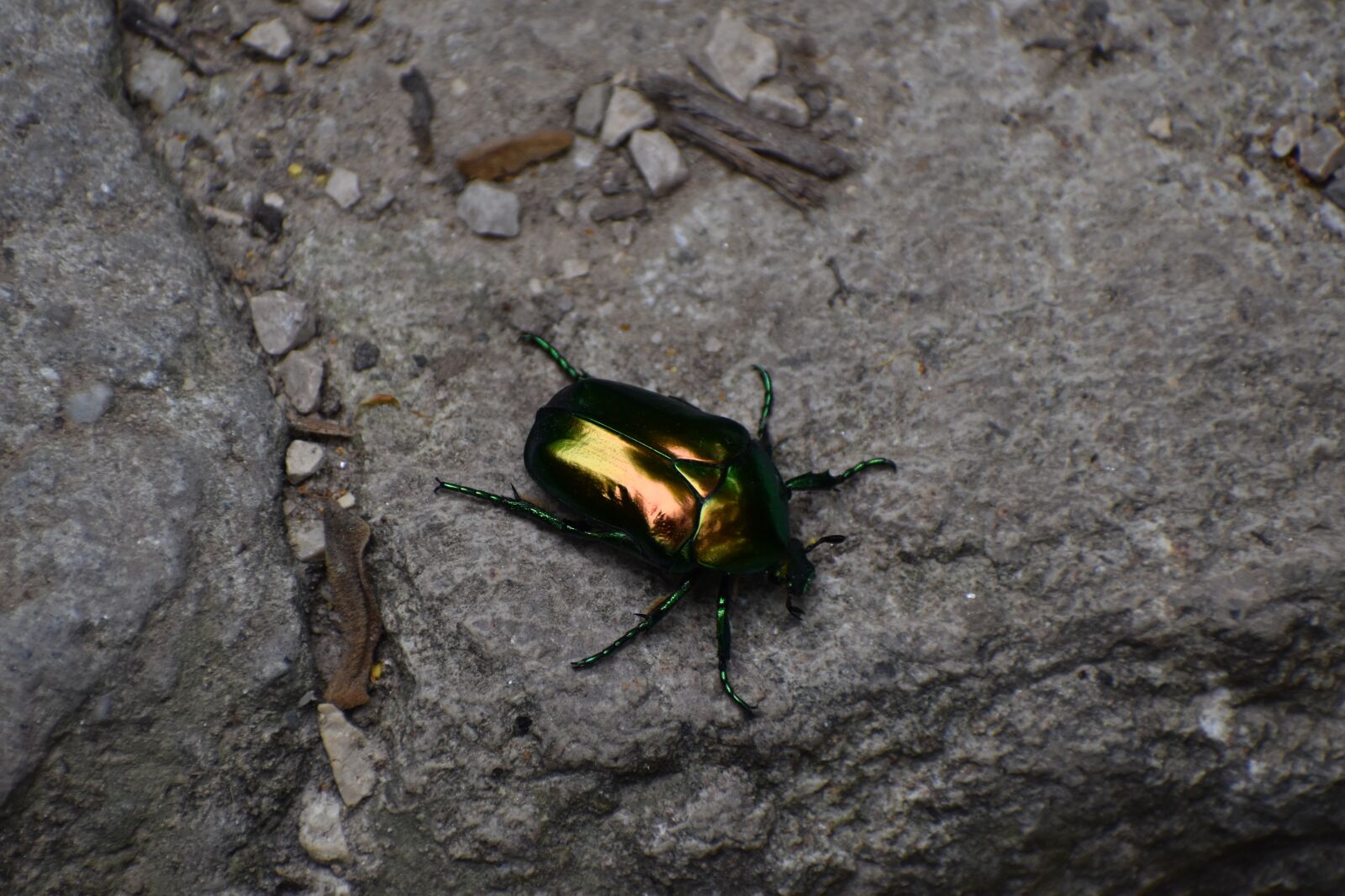Nikon D3500 sample photo. Bug, cute rose beetle photography