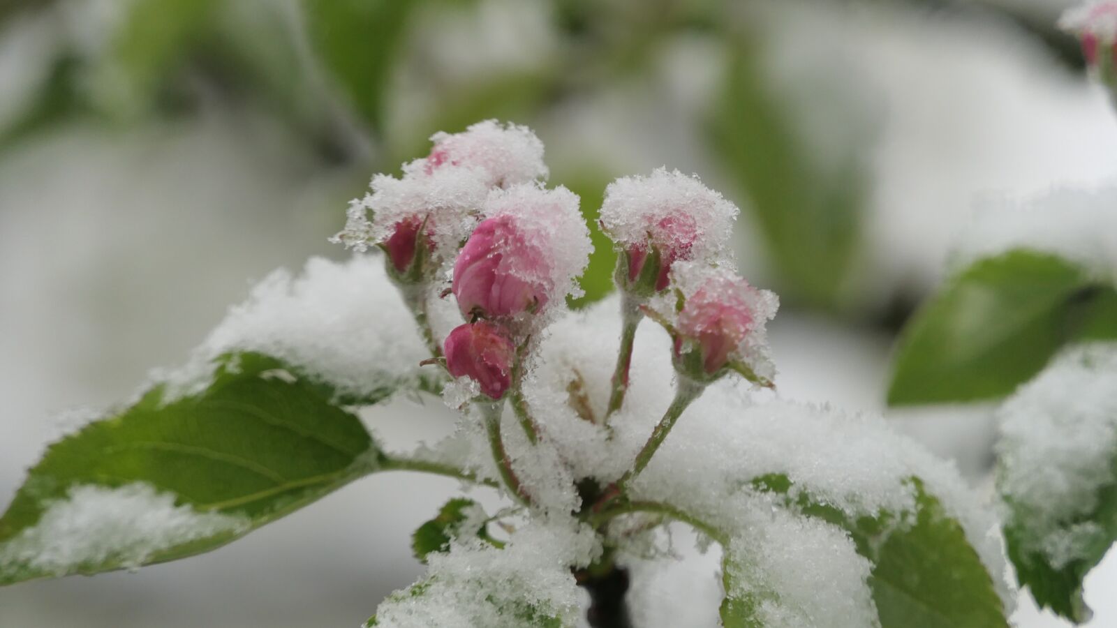 Panasonic Lumix DMC-FZ2500 (Lumix DMC-FZ2000) sample photo. Blossom, bloom, snow photography