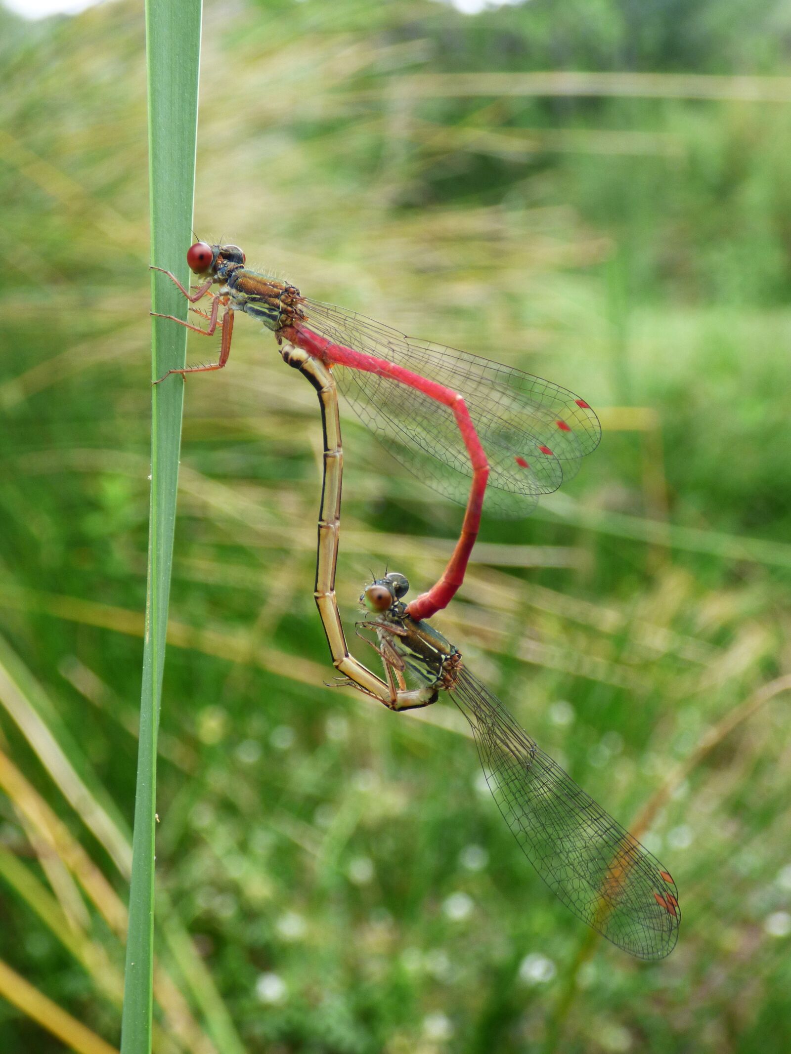 Panasonic Lumix DMC-FZ70 sample photo. Dragonfly, damselfly, ceriagrion tenellum photography