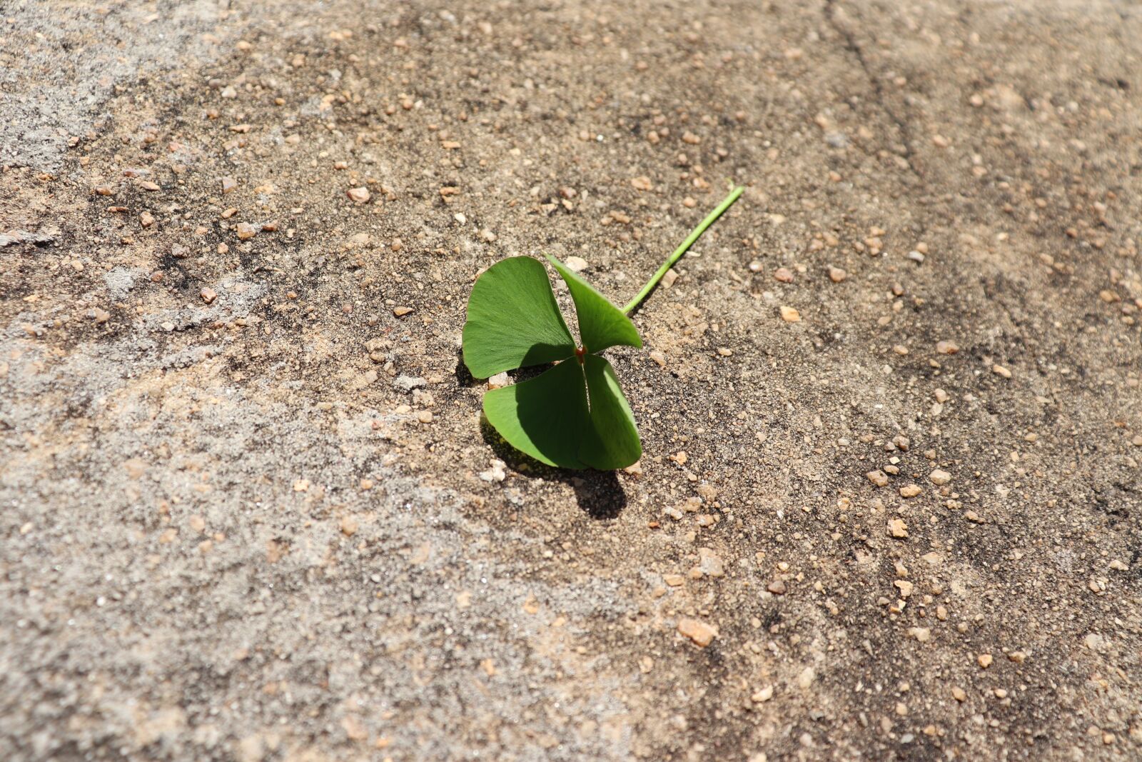 Canon EOS 200D (EOS Rebel SL2 / EOS Kiss X9) sample photo. Nature, green, leaves photography