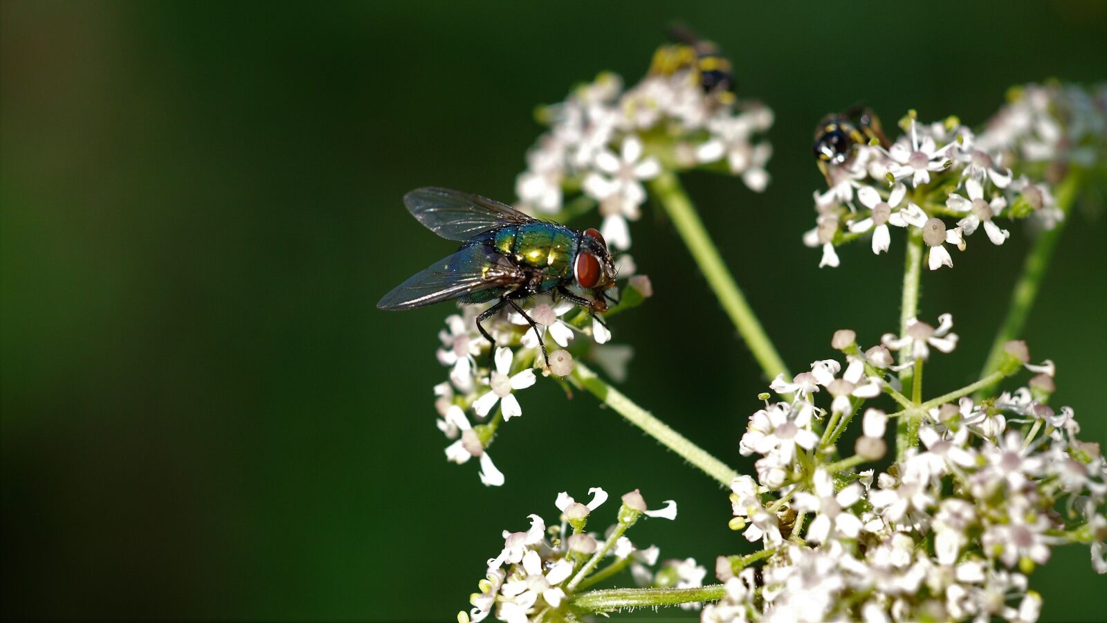 Olympus E-420 (EVOLT E-420) sample photo. Goldfliege, insect, fly photography
