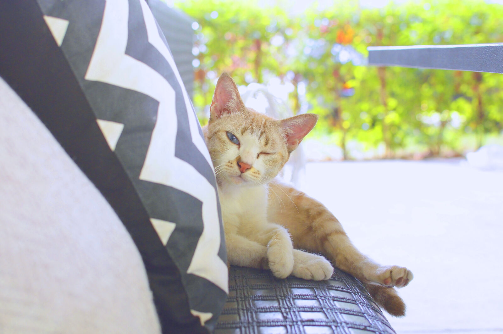 Nikon D5300 sample photo. Afternoon, animal, animals, asia photography