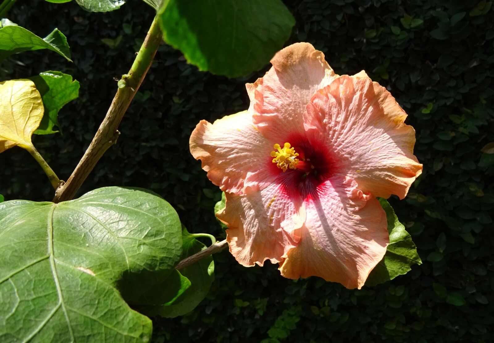 Sony DSC-HX60V sample photo. Hibiscus, peach, flower photography