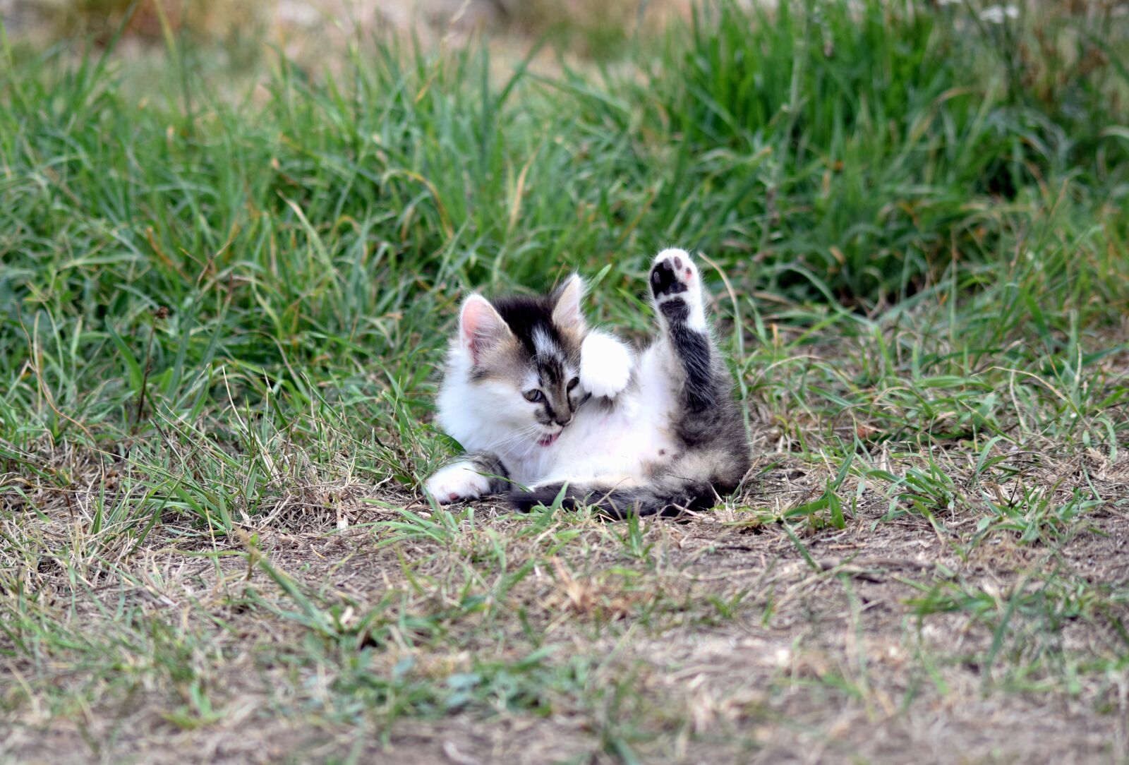 Nikon D5300 sample photo. Cat, kitten, cute photography