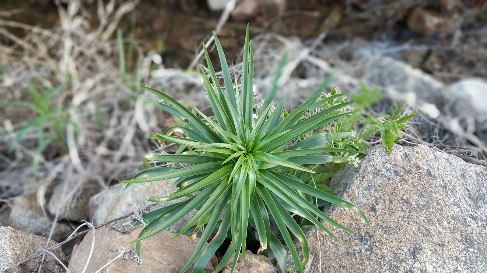 Samsung Galaxy Note5 sample photo. Brook grass, brightly lit photography