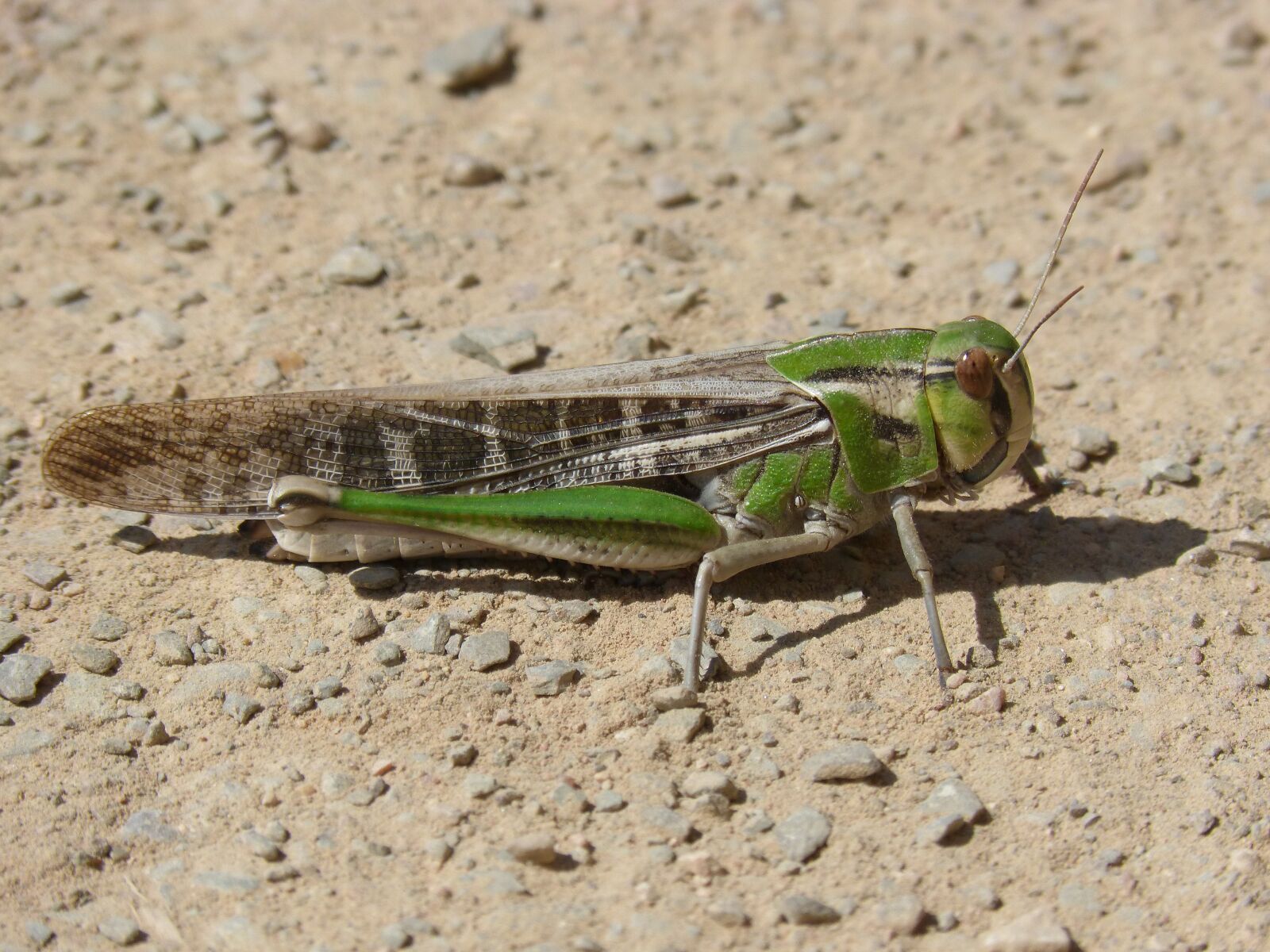 Panasonic DMC-FZ62 sample photo. Grasshopper, green grasshopper, lobster photography
