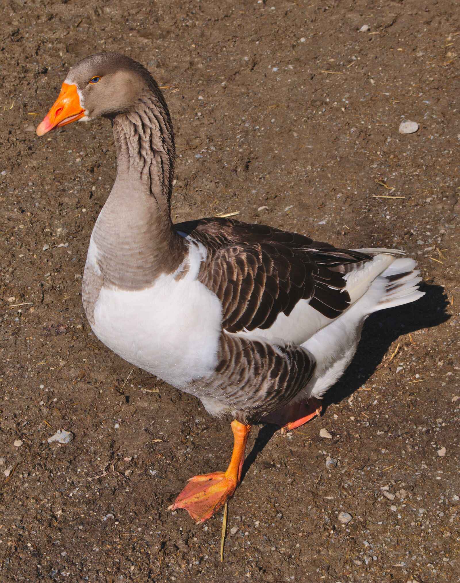 Panasonic DMC-G70 sample photo. Goose, geese, bird photography