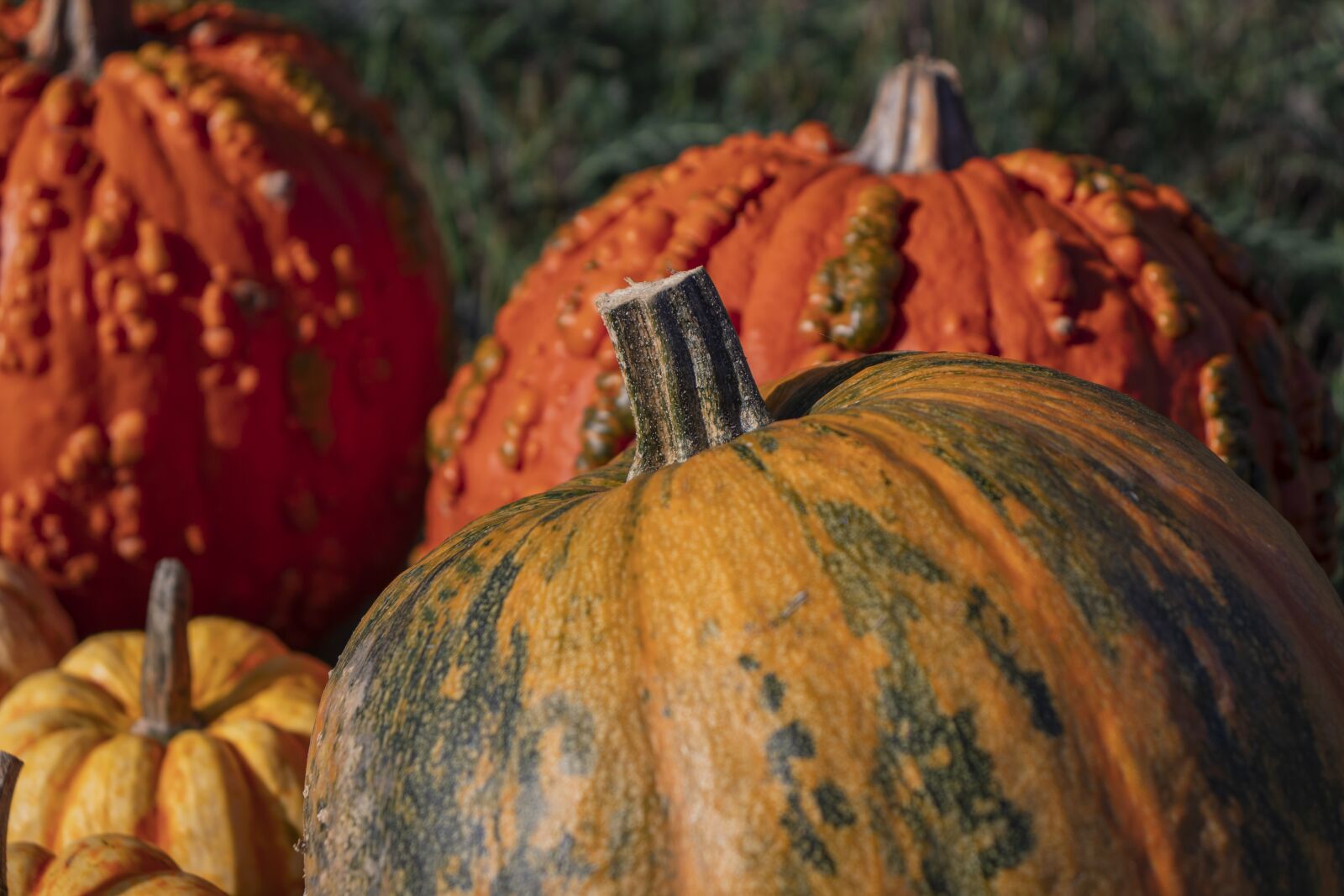 Canon EOS 200D (EOS Rebel SL2 / EOS Kiss X9) sample photo. Pumpkin, autumn, nature photography