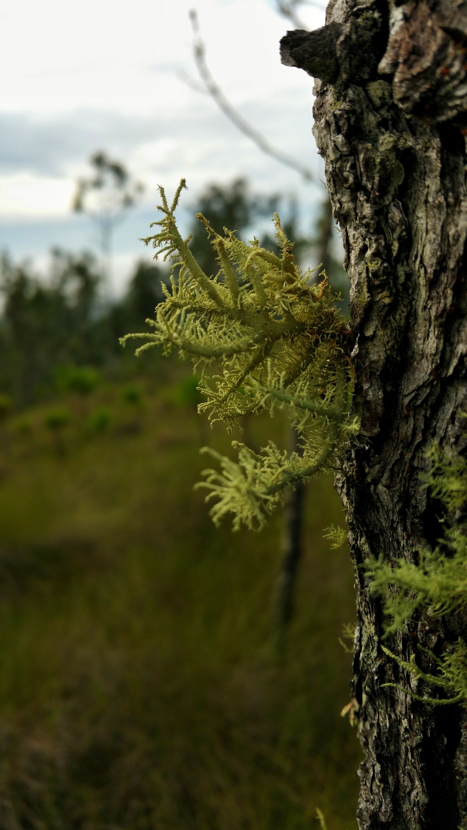 Samsung Galaxy Note4 sample photo. Tree, pine, moss photography