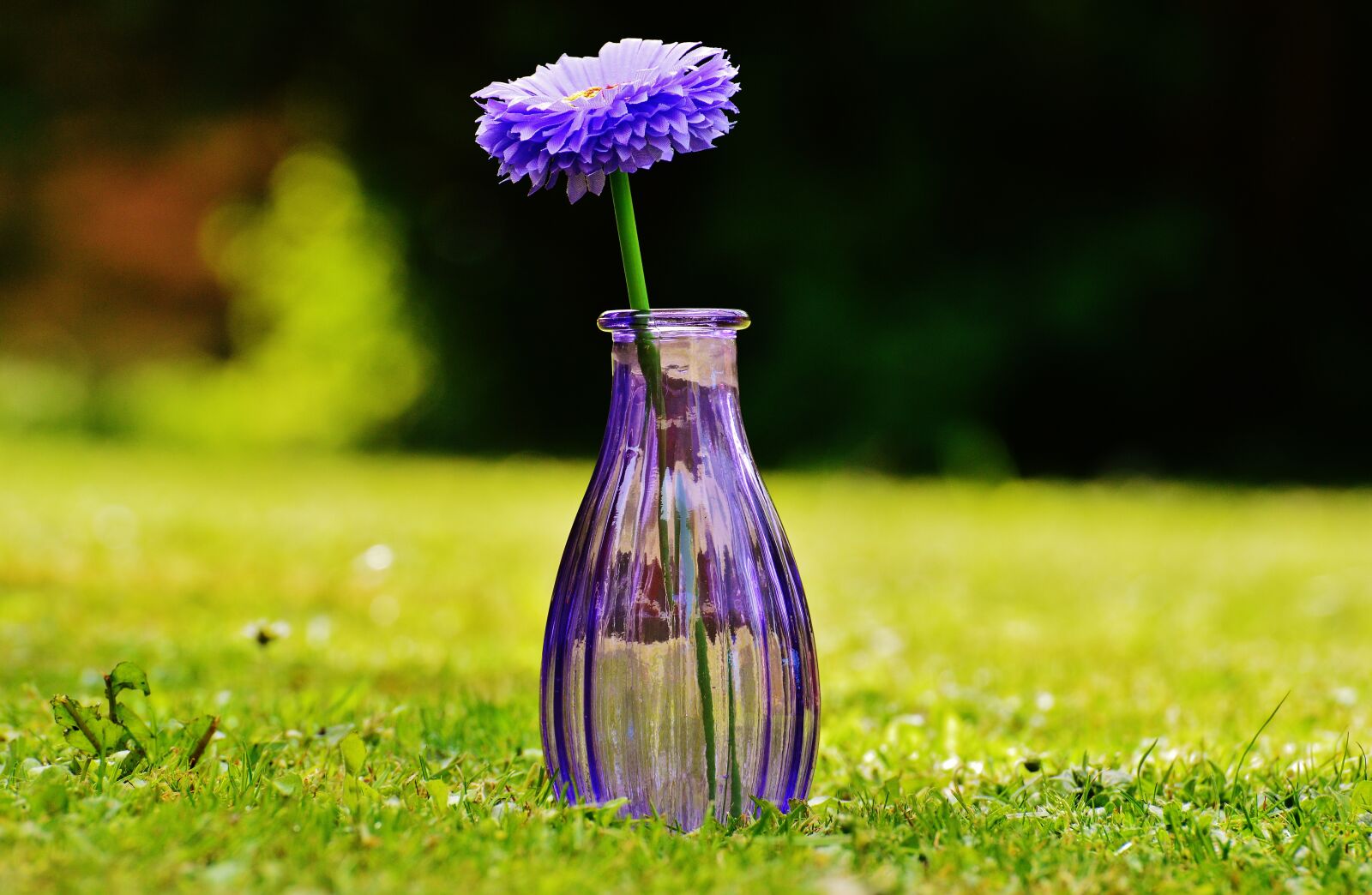 Nikon D3200 sample photo. Vase, glass, flower photography