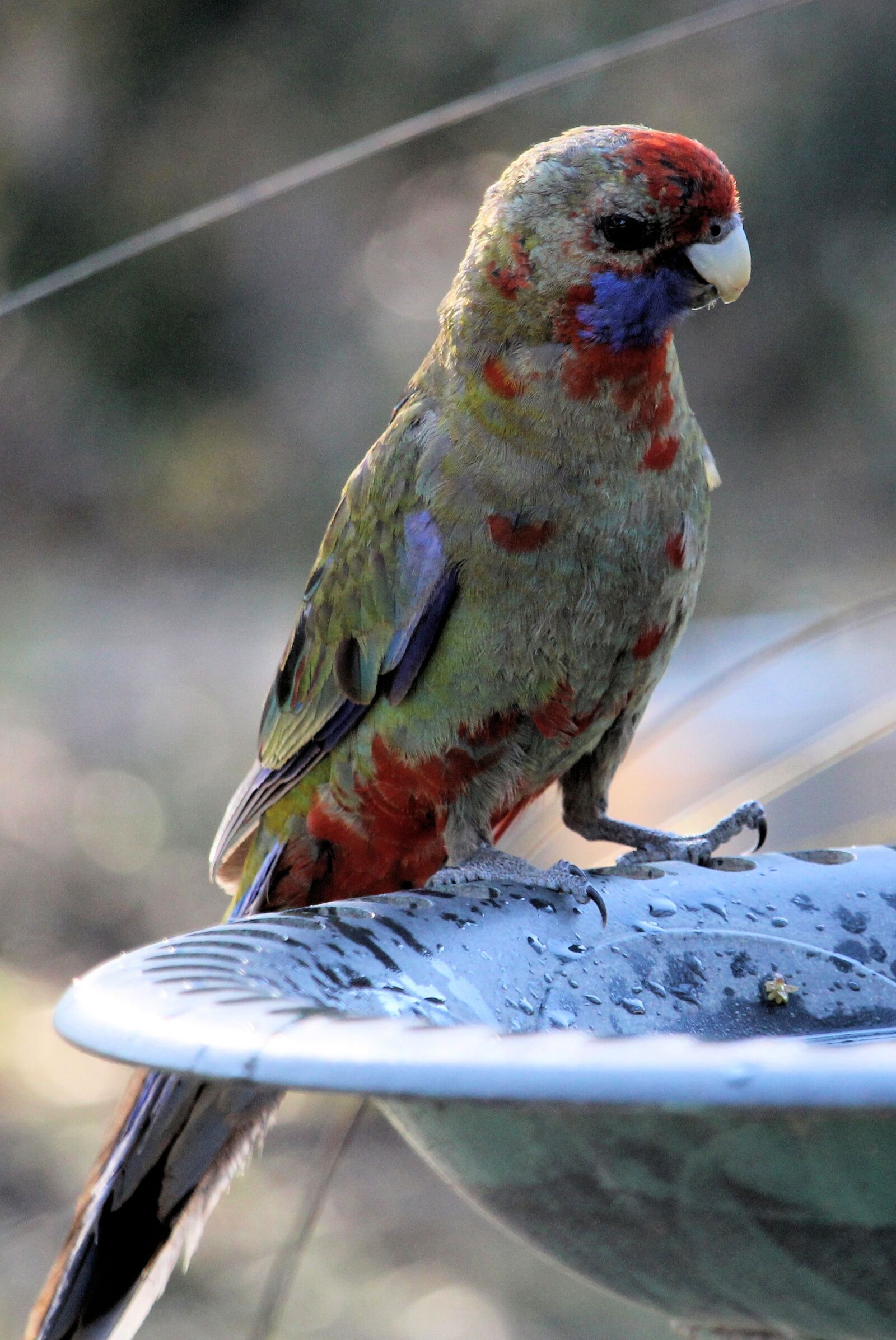 Canon EOS 100D (EOS Rebel SL1 / EOS Kiss X7) sample photo. Crimson rosella, rosella, austraalian photography