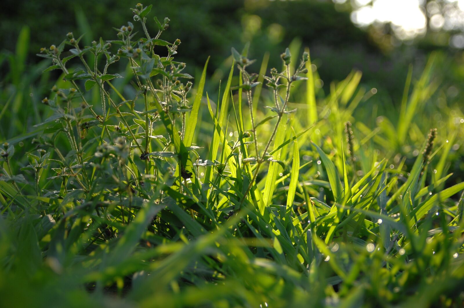 Nikon D2Xs sample photo. Morning dew, dew, morning photography