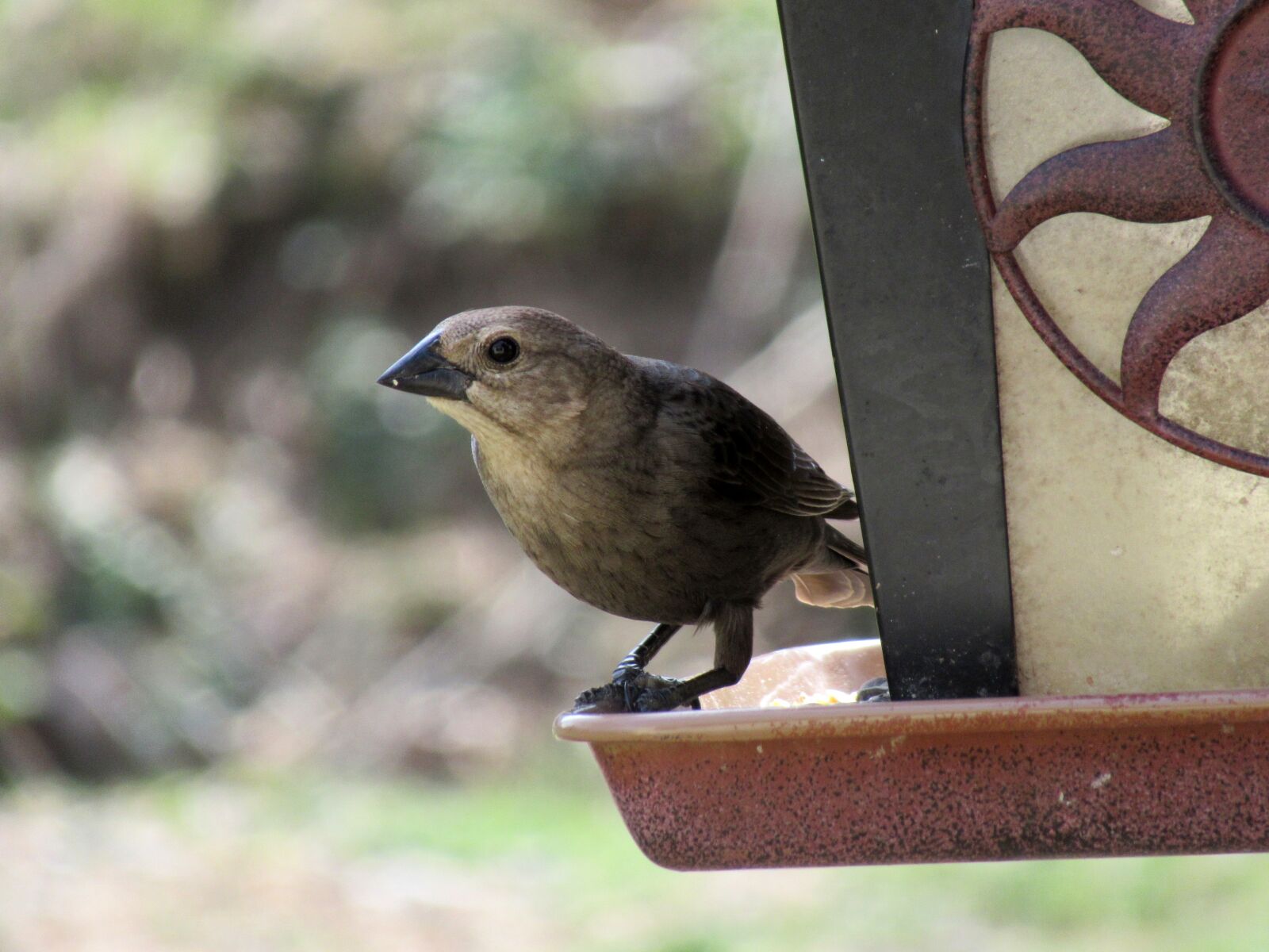 Canon PowerShot SX620 HS sample photo. Bird, bird feeder, wildlife photography