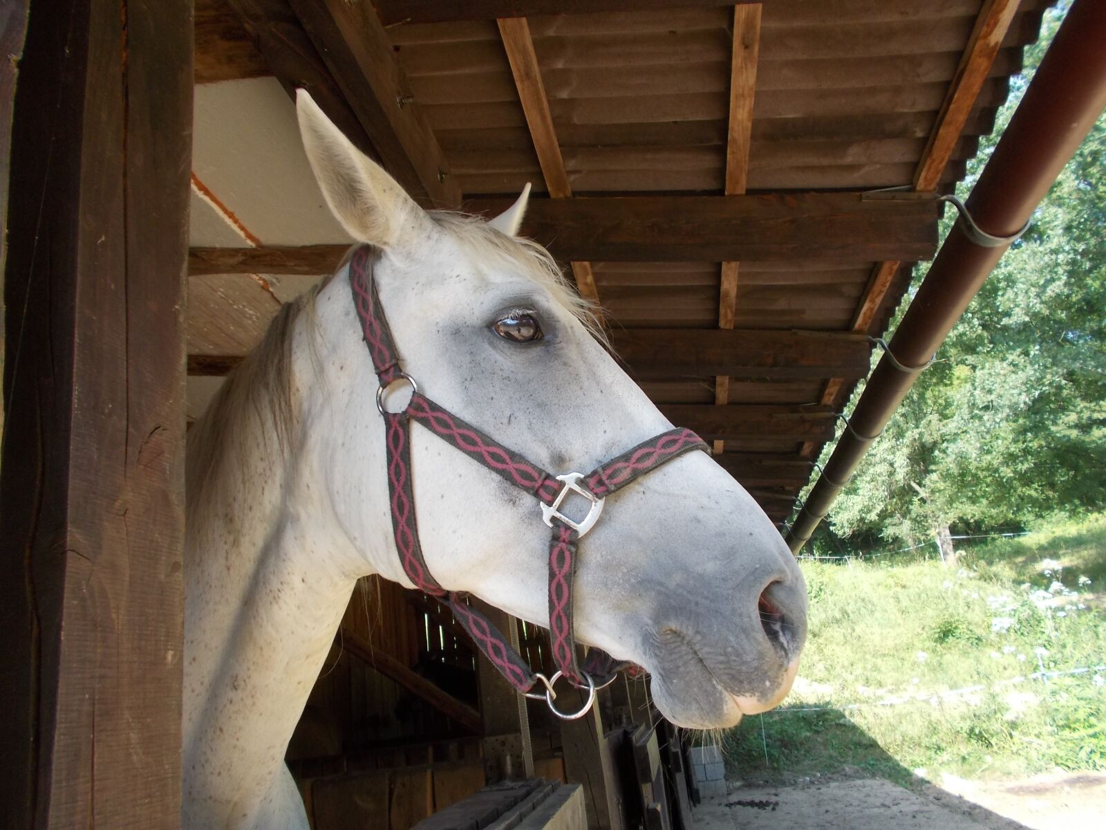 Nikon COOLPIX L27 sample photo. Horse, animal, farm photography