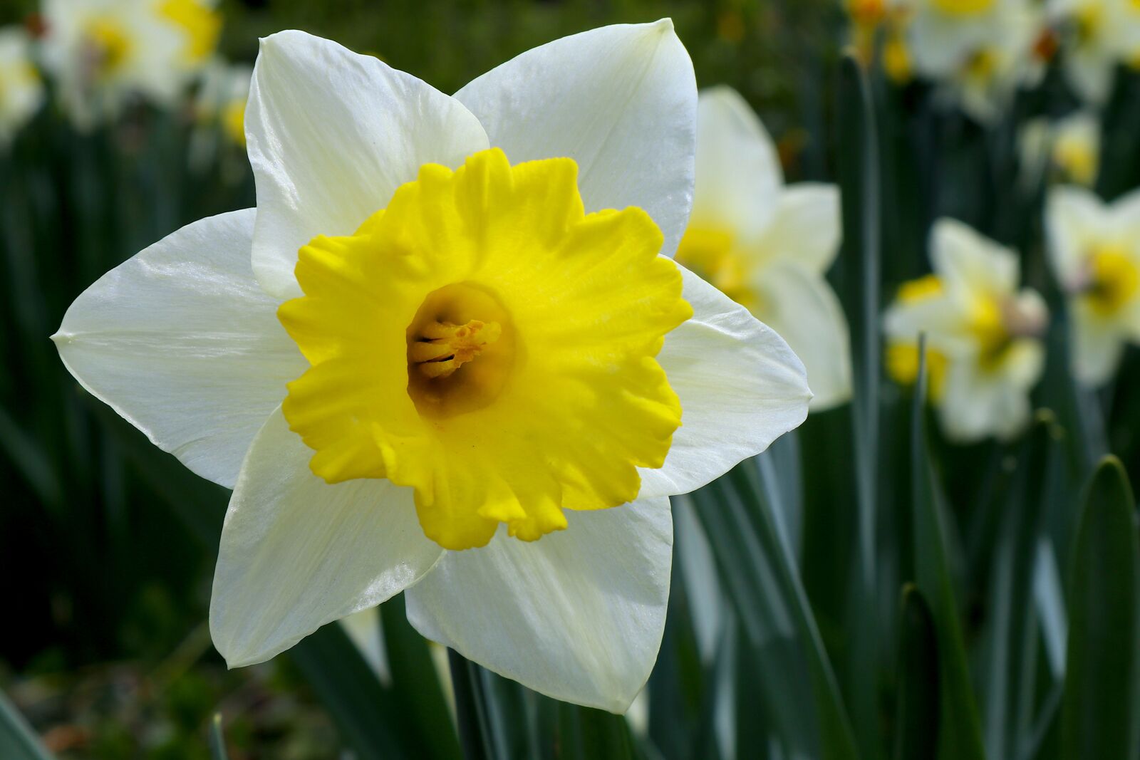 Canon EOS M100 sample photo. Snowflake, spring, white photography