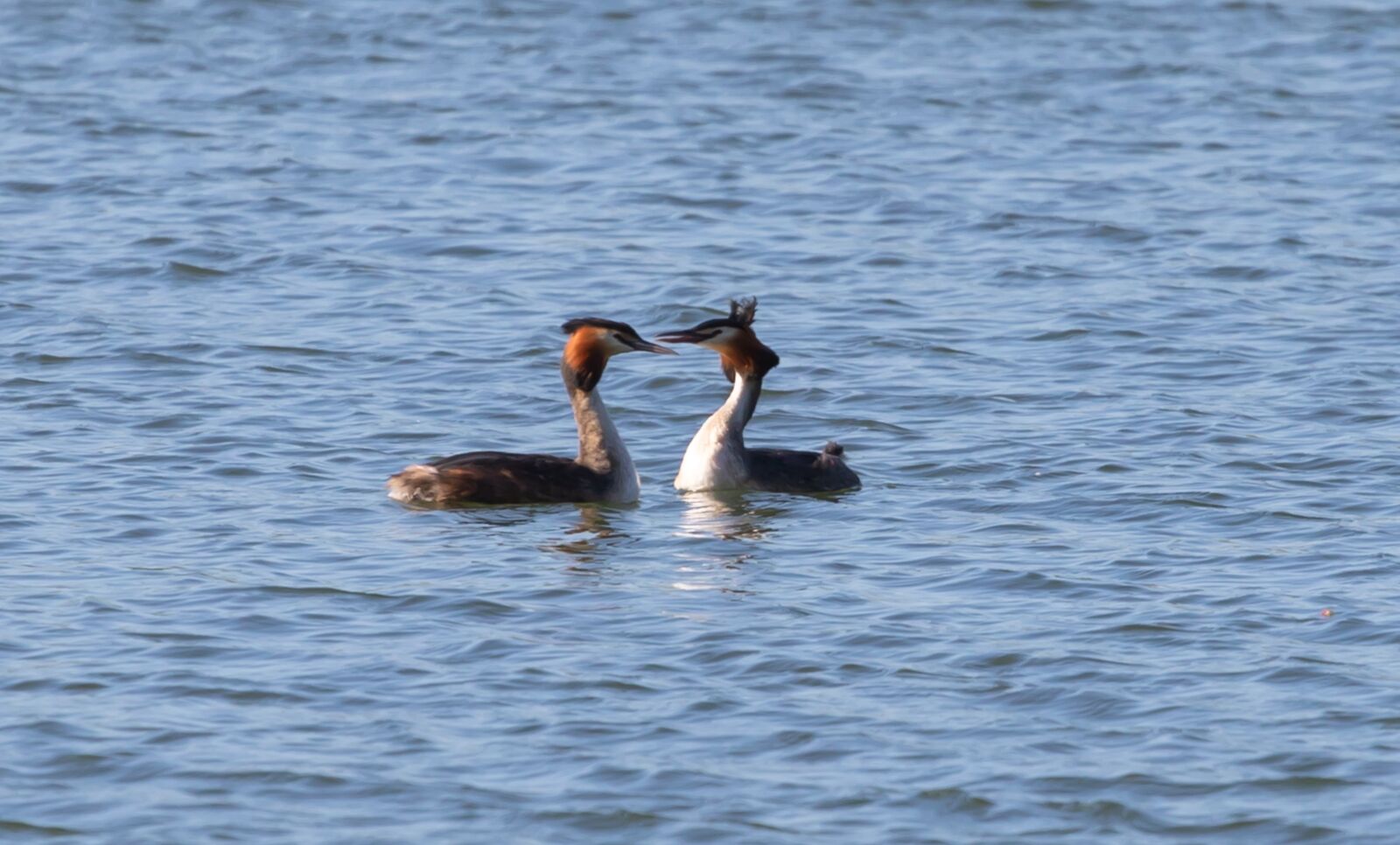 Canon EOS 7D Mark II + Canon EF 70-200mm F4L USM sample photo. Great crested grebes, grebes photography
