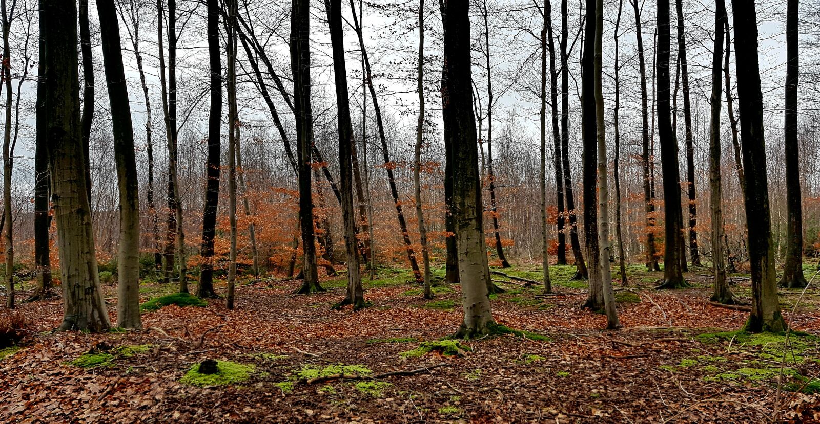 Samsung Galaxy S7 sample photo. Forest, wood, tree photography