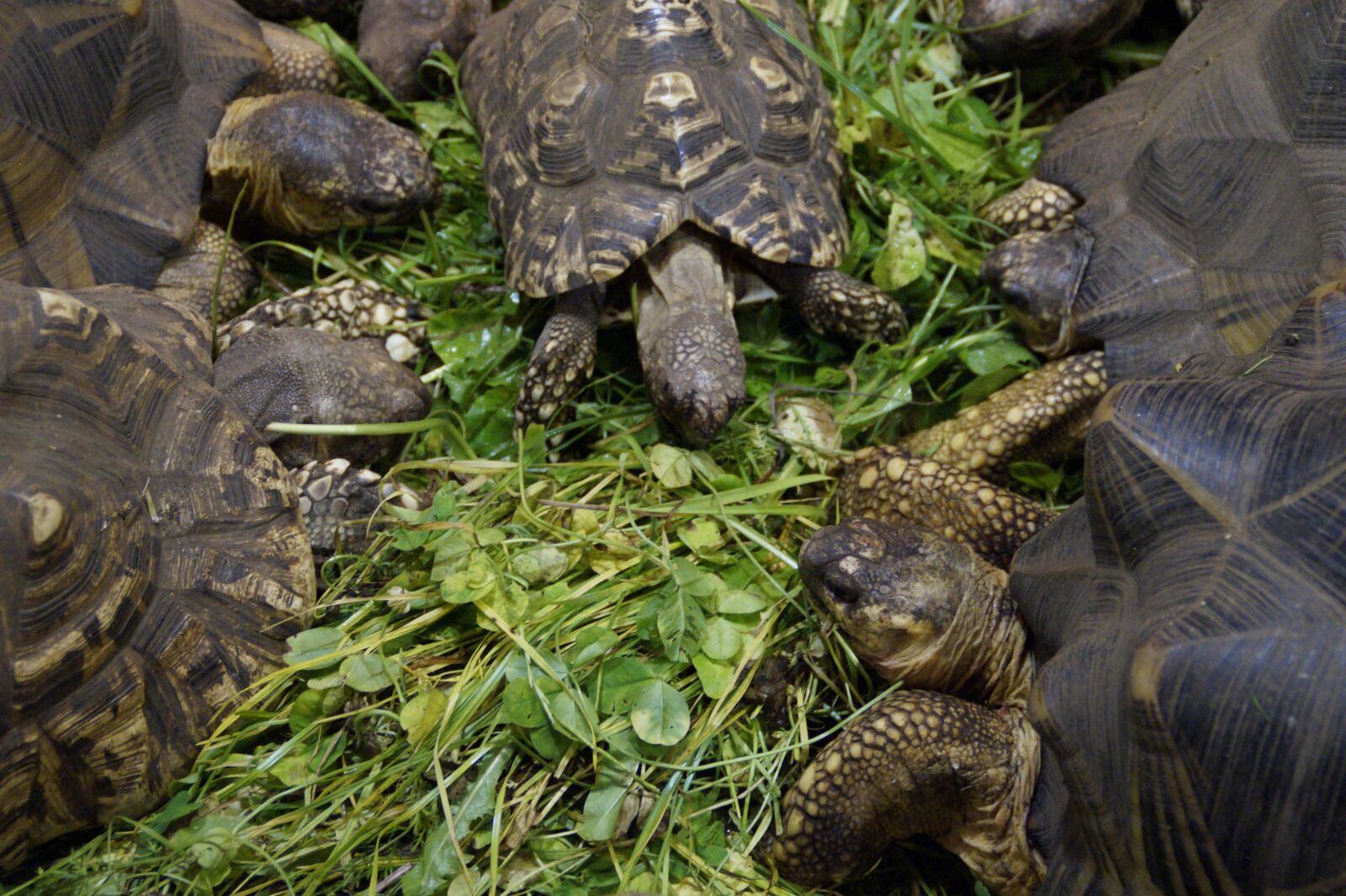 Sony SLT-A58 sample photo. Land turtles, turtles, eat photography