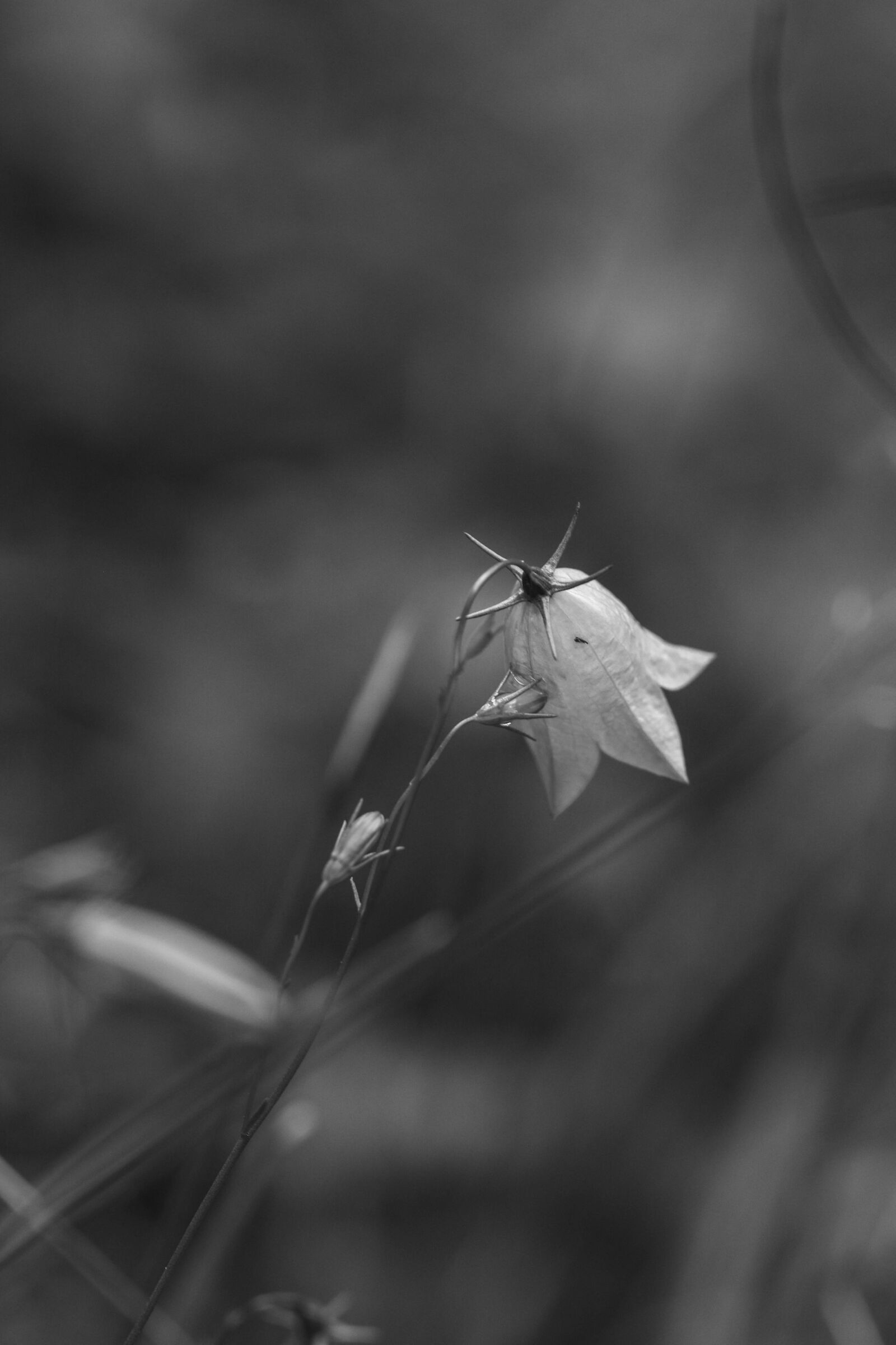 Canon EOS 7D Mark II sample photo. Bluebell, wild flower, summer photography