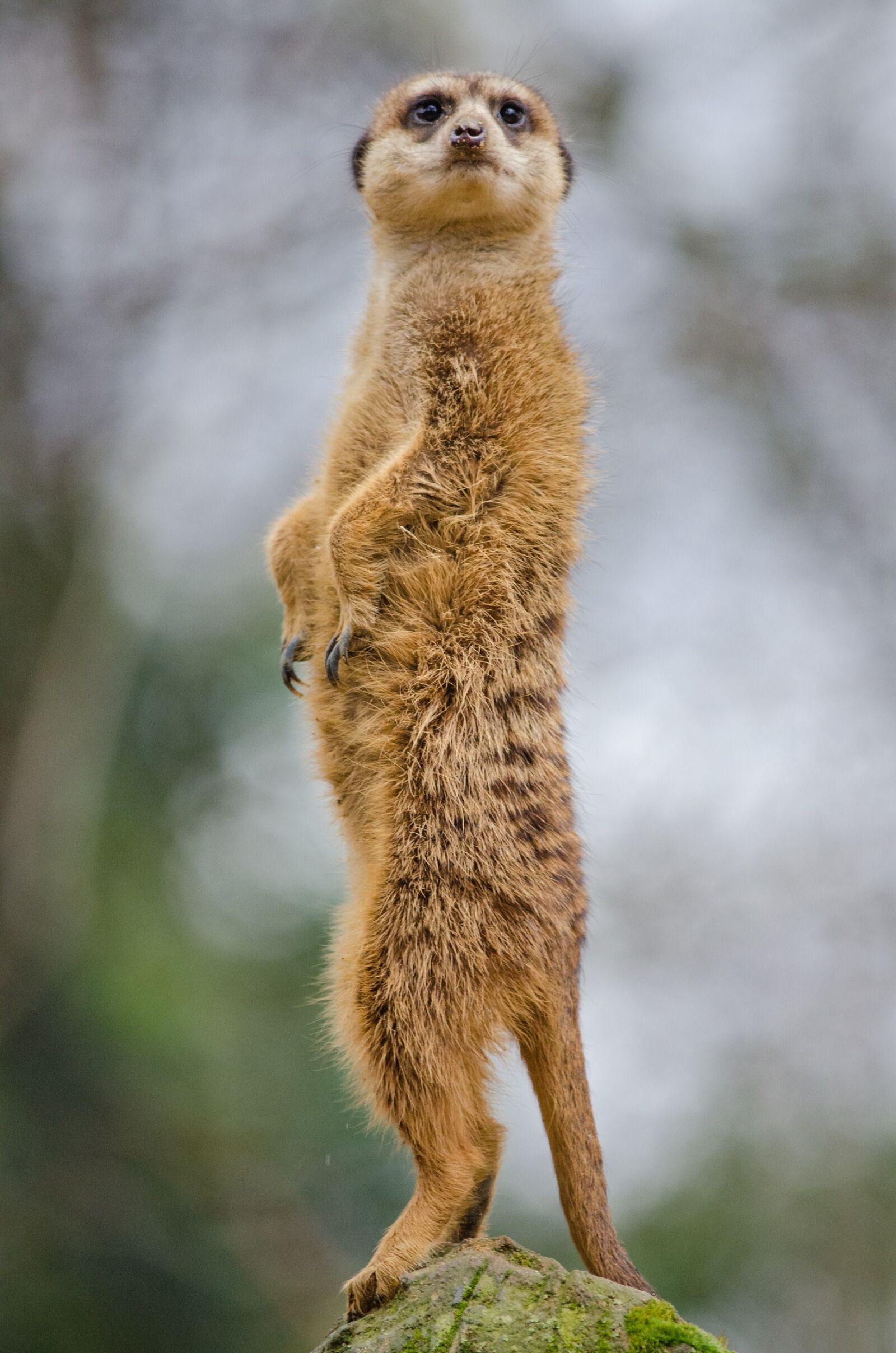 Nikon D7000 sample photo. Meerkat, portrait, facing photography