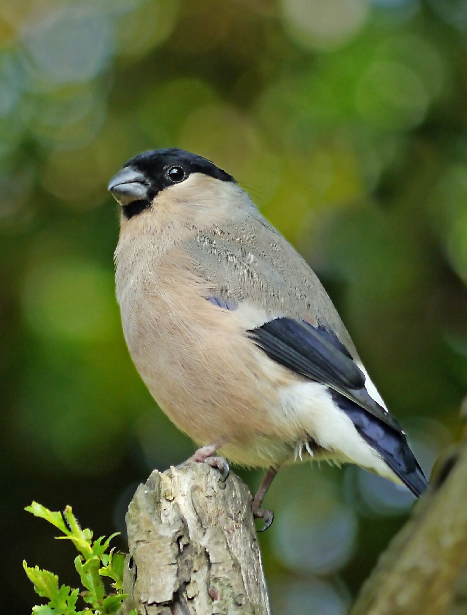Panasonic Lumix DMC-G5 sample photo. Wildlife, bird, finch photography