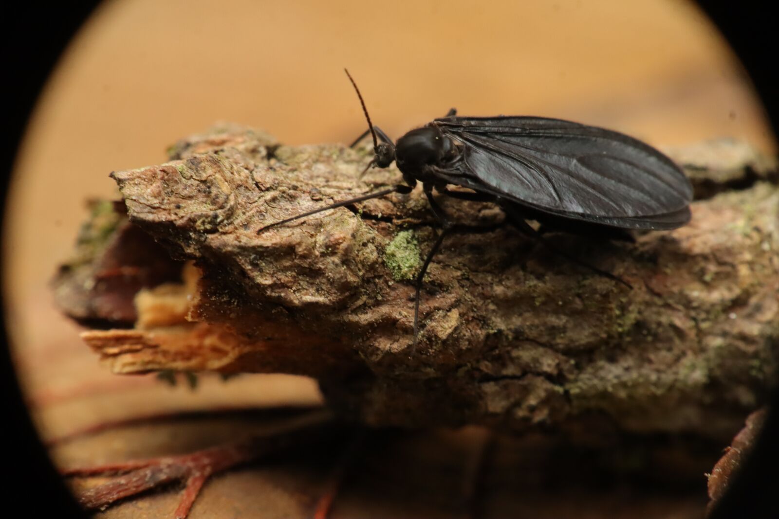 Canon EF-M 15-45mm F3.5-6.3 IS STM sample photo. Insect, garden, nature photography