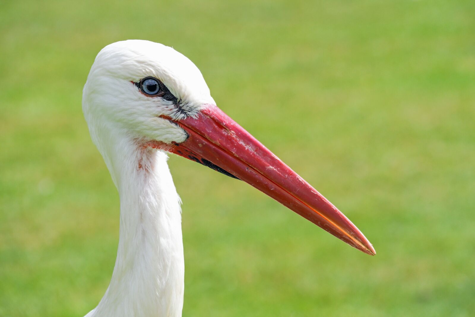 Nikon D500 sample photo. Stork, close up, bird photography